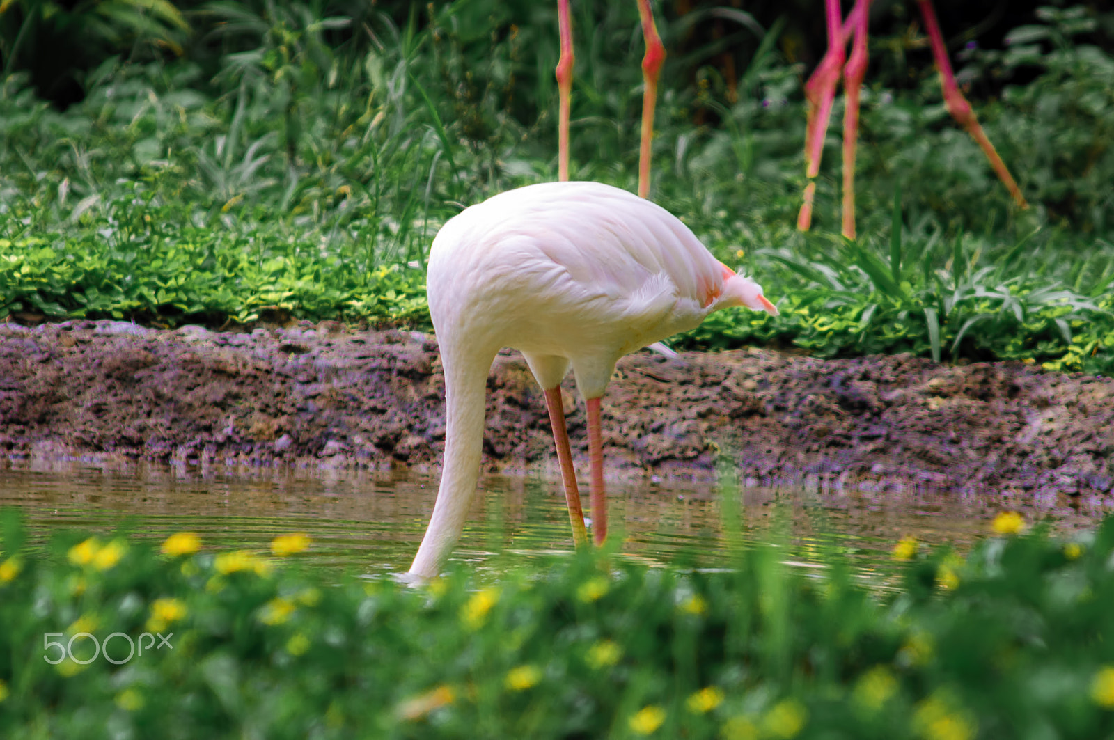 Nikon D90 + AF Zoom-Nikkor 75-300mm f/4.5-5.6 sample photo. Flamingo photography