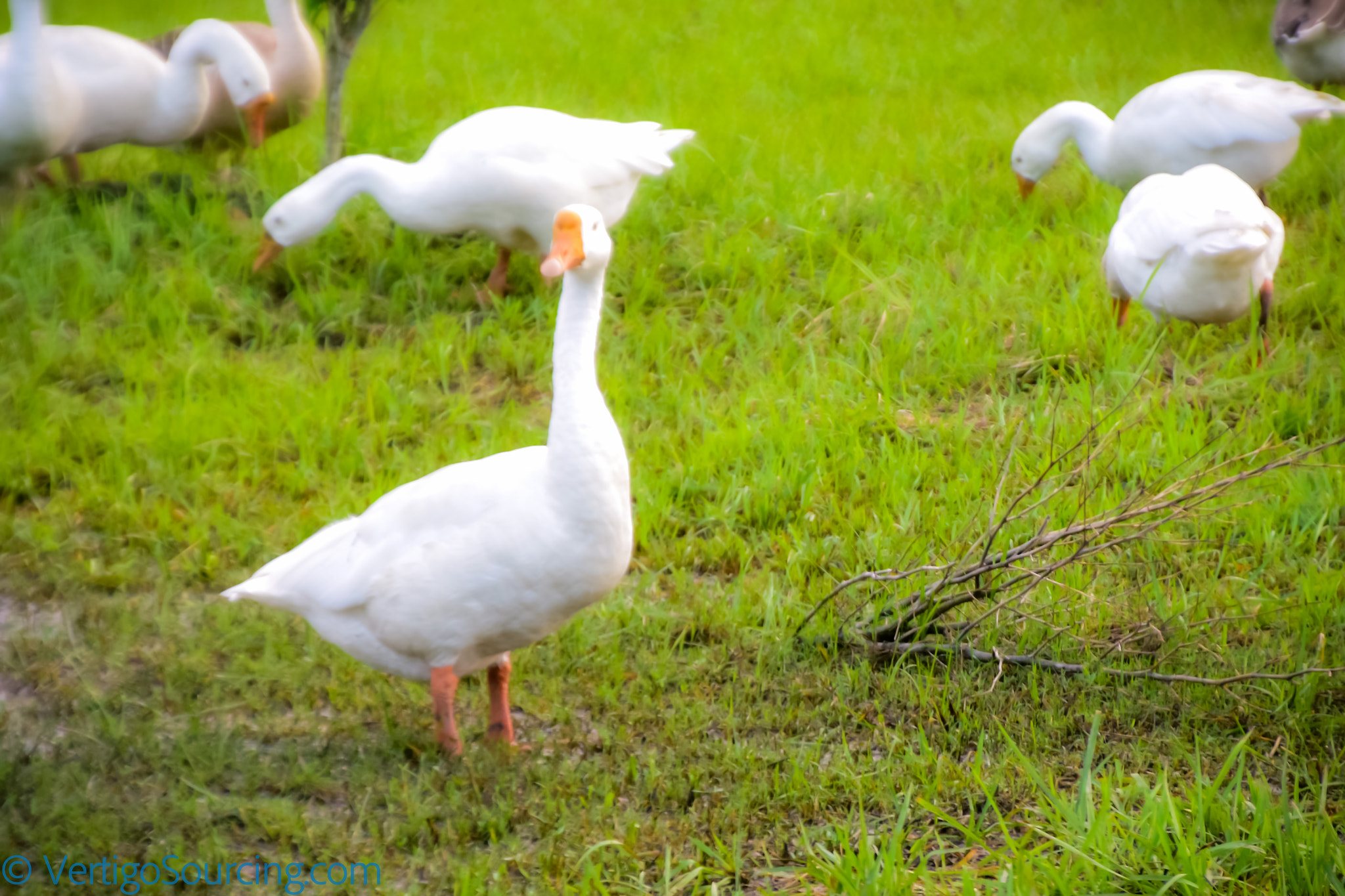 Nikon D810 sample photo. Duck hunt photography