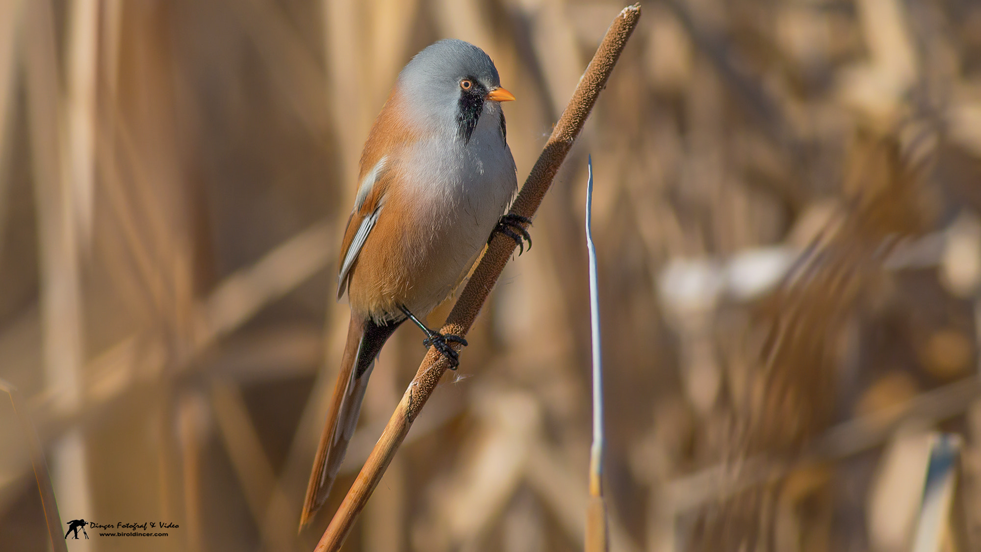 Canon EF 400mm F5.6L USM sample photo. Bıyıklı baştankara (bearded reedling) photography