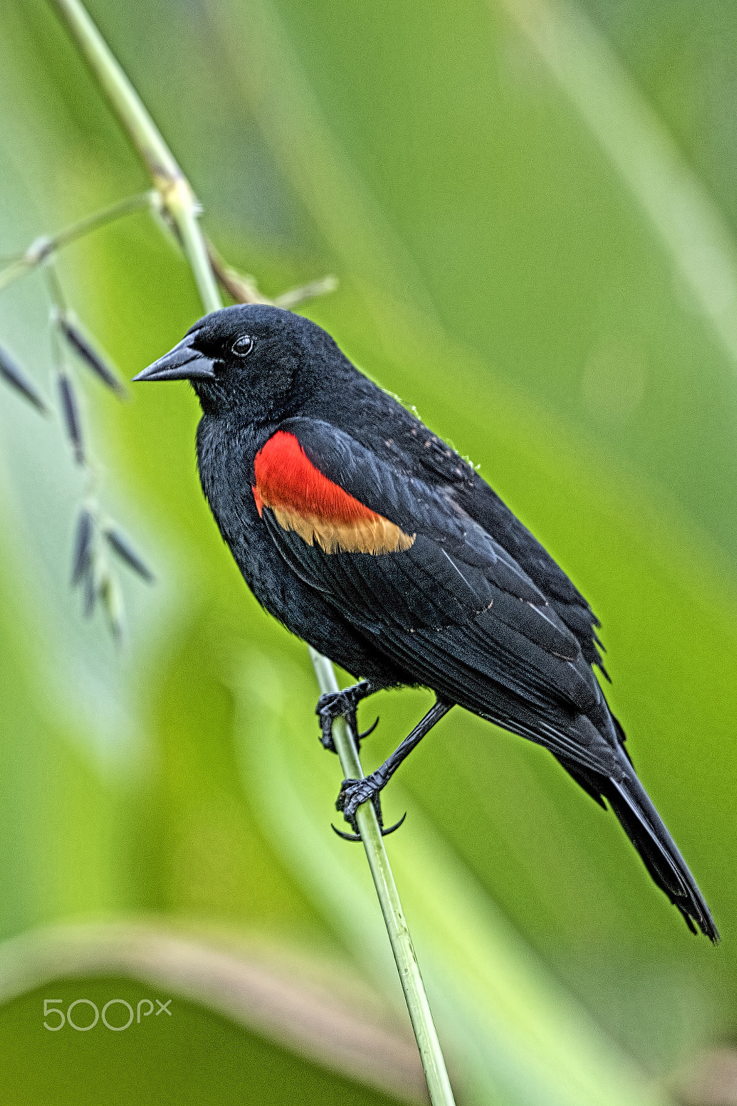 Nikon D810 sample photo. Red-winged blackbird photography