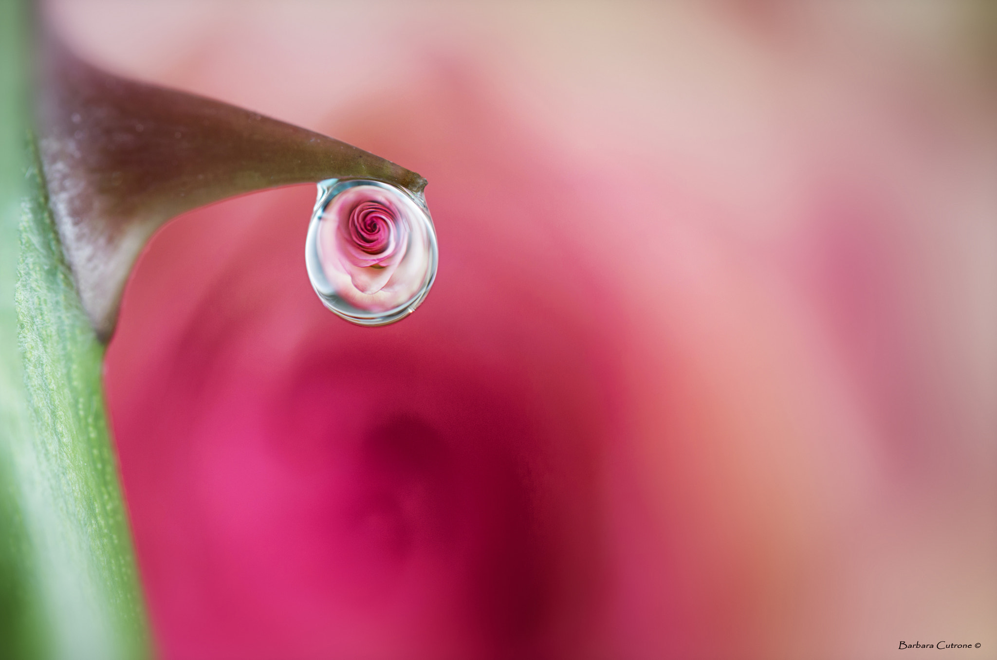 Canon EF-S 60mm F2.8 Macro USM sample photo. Non c'é rosa... photography