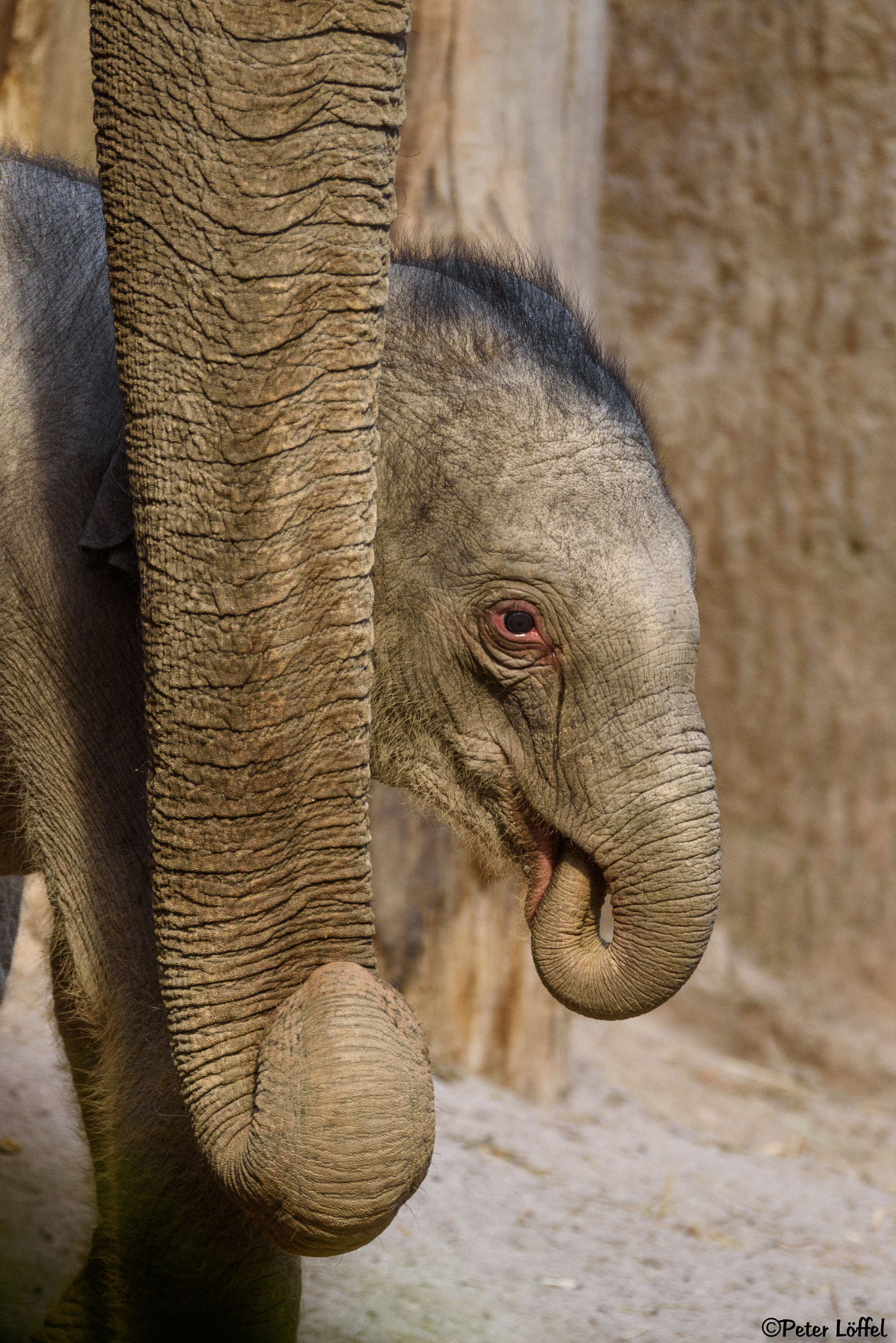 Sigma 150-600mm F5-6.3 DG OS HSM | S sample photo. Young asia elephant photography