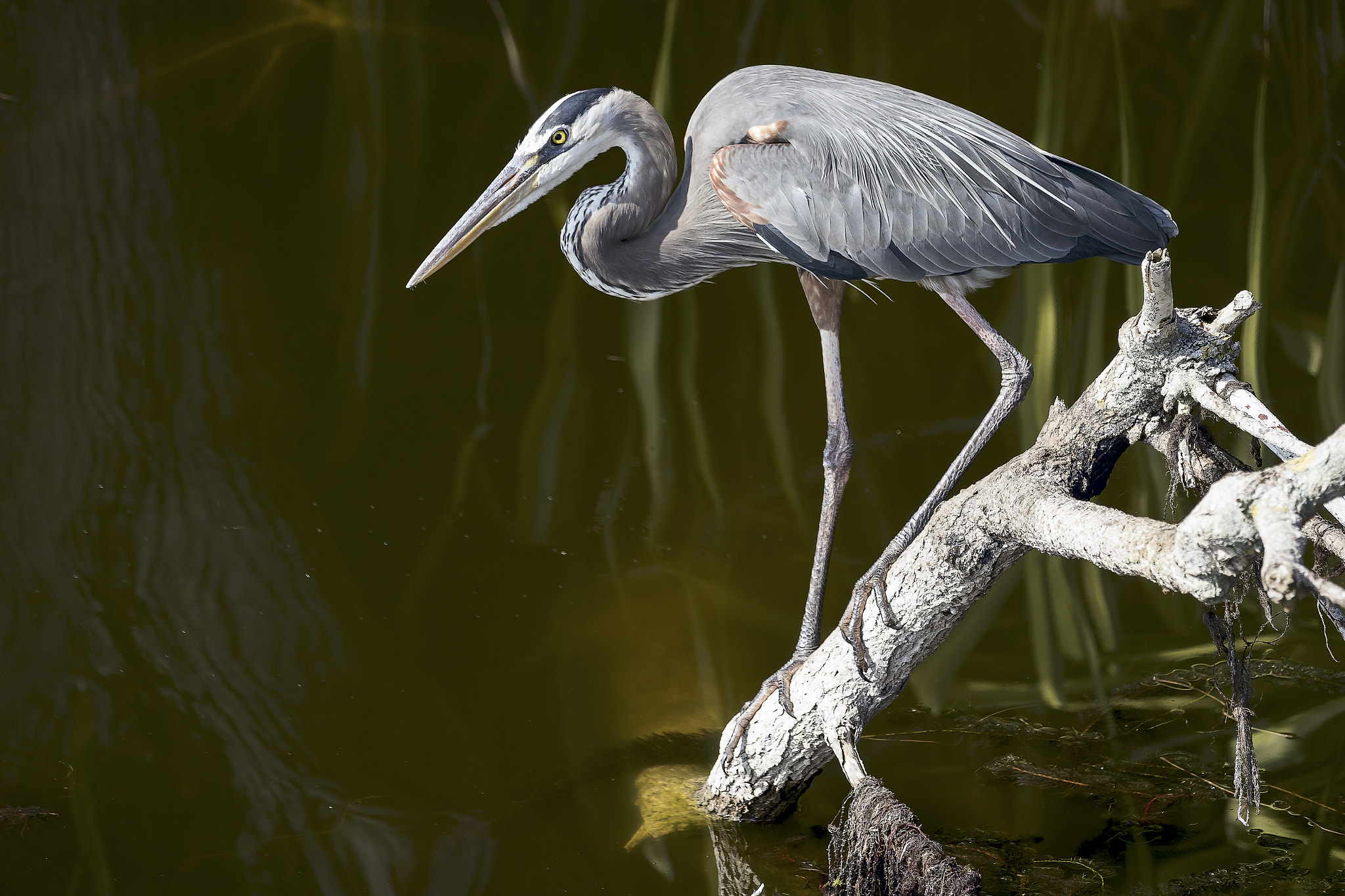 Canon EF-S 55-250mm F4-5.6 IS STM sample photo. Gray heron in cuba photography