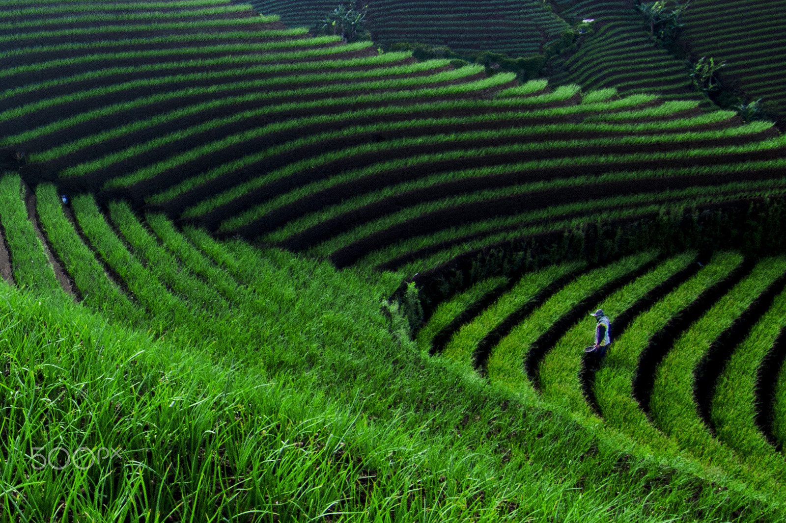 Canon EOS 60D sample photo. Onion farmer of argapura terrace in majalengka - indonesia photography
