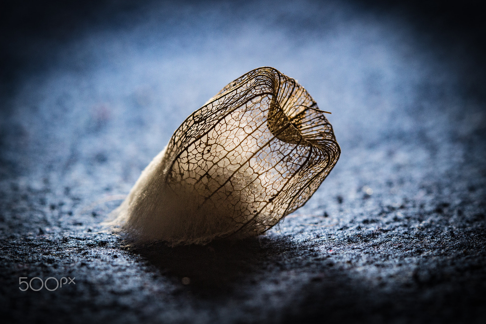 Canon EF 100mm F2.8 Macro USM sample photo. Mould seed photography