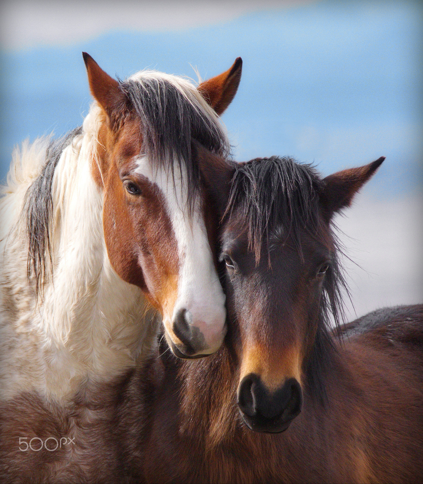 Panasonic Lumix DMC-GH4 + LEICA DG 100-400/F4.0-6.3 sample photo. Cute and close photography