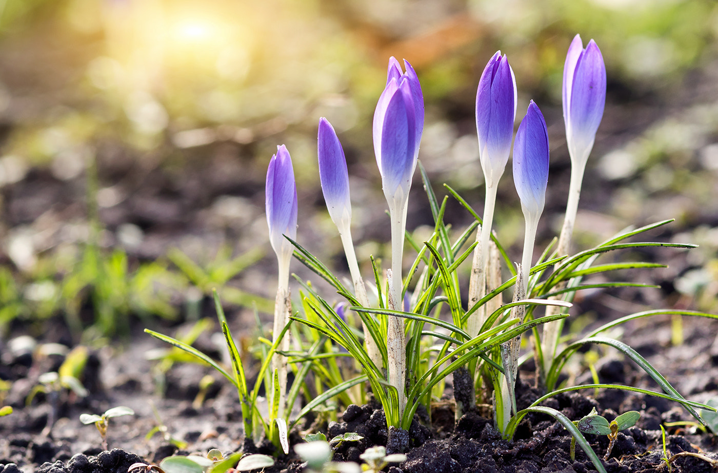 Sigma 105mm F2.8 EX DG Macro sample photo. Springtime photography