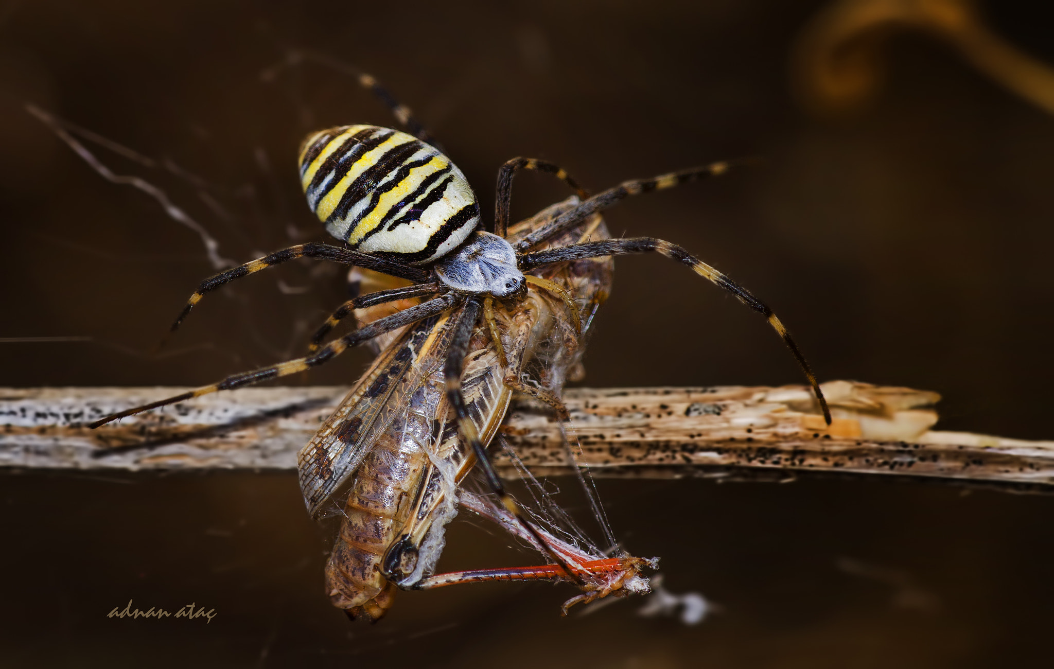 AF Zoom-Micro Nikkor 70-180mm f/4.5-5.6D ED sample photo. Arı desenli örümcek - argiope bruennichi - wasp spider photography