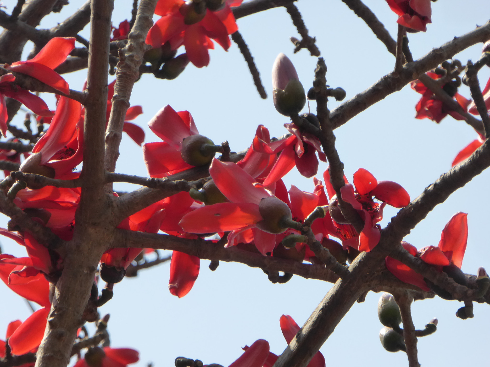 Panasonic Lumix DMC-ZS40 (Lumix DMC-TZ60) sample photo. Flowers photography