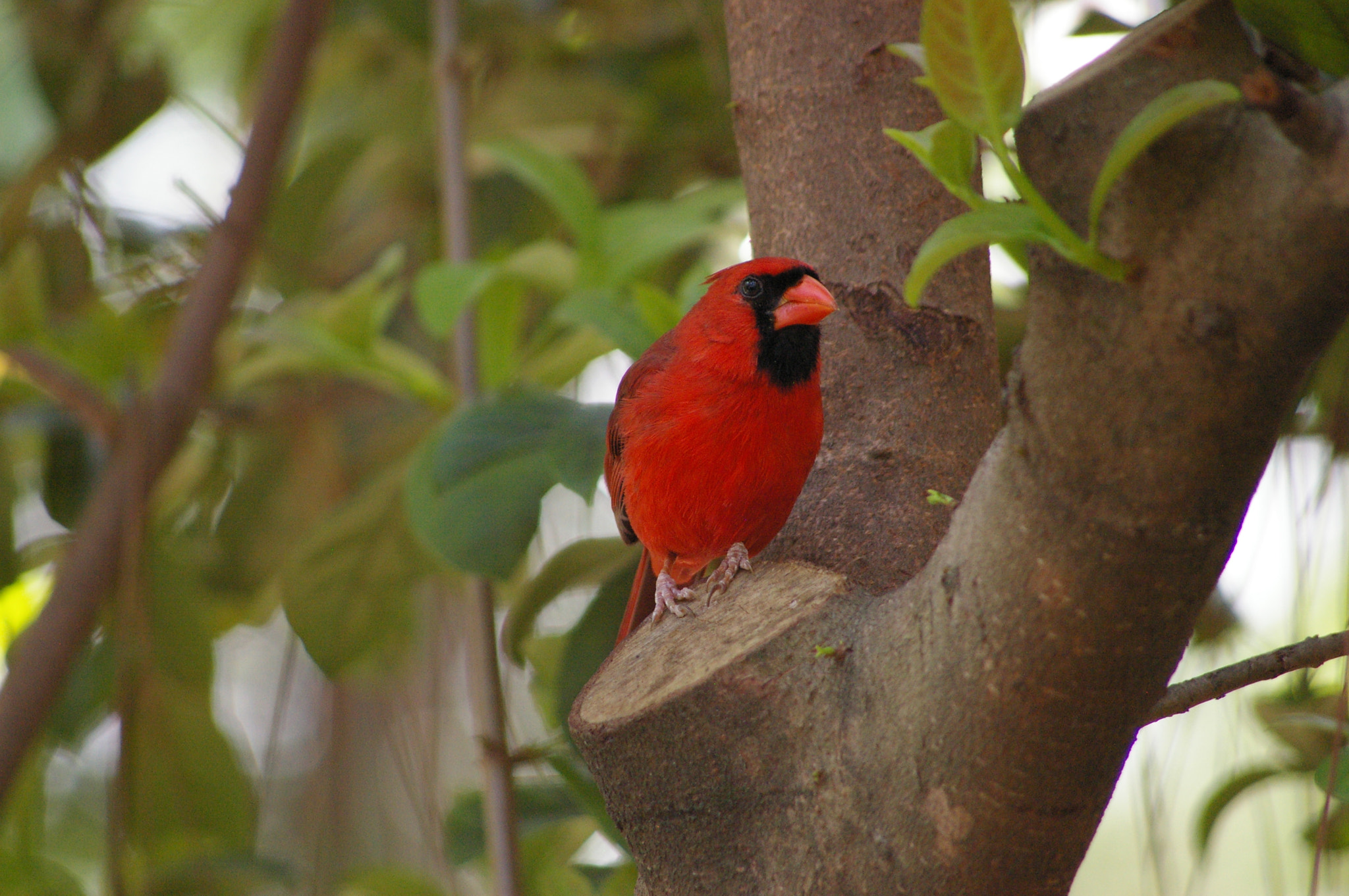 Pentax K100D sample photo. Hanging out photography