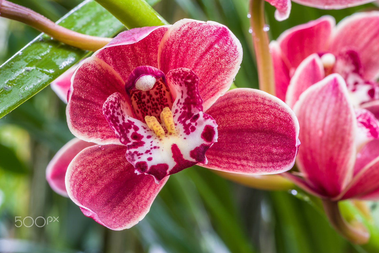 Tamron SP AF 90mm F2.8 Di Macro sample photo. Orchid schönbrunn photography
