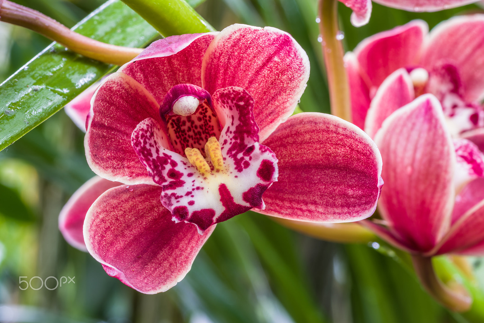 Pentax K-1 sample photo. Orchid schönbrunn photography