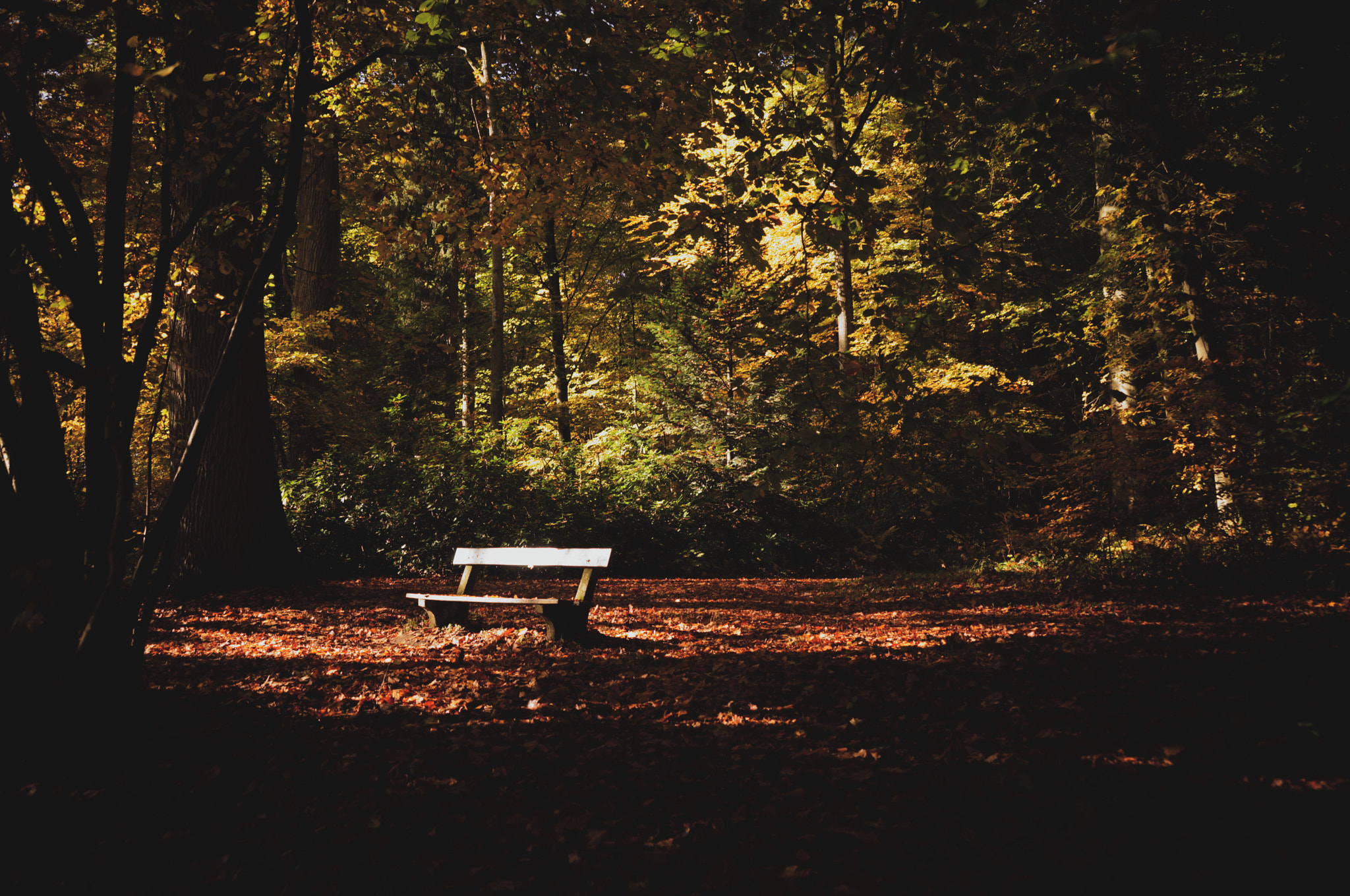 Sony DT 18-135mm F3.5-5.6 SAM sample photo. Bench and forest photography