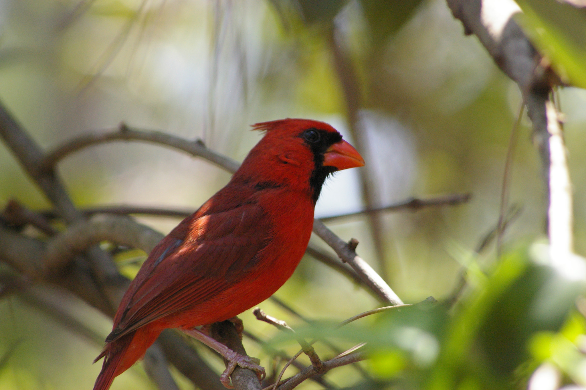 Pentax K100D sample photo. Bird on a branch photography