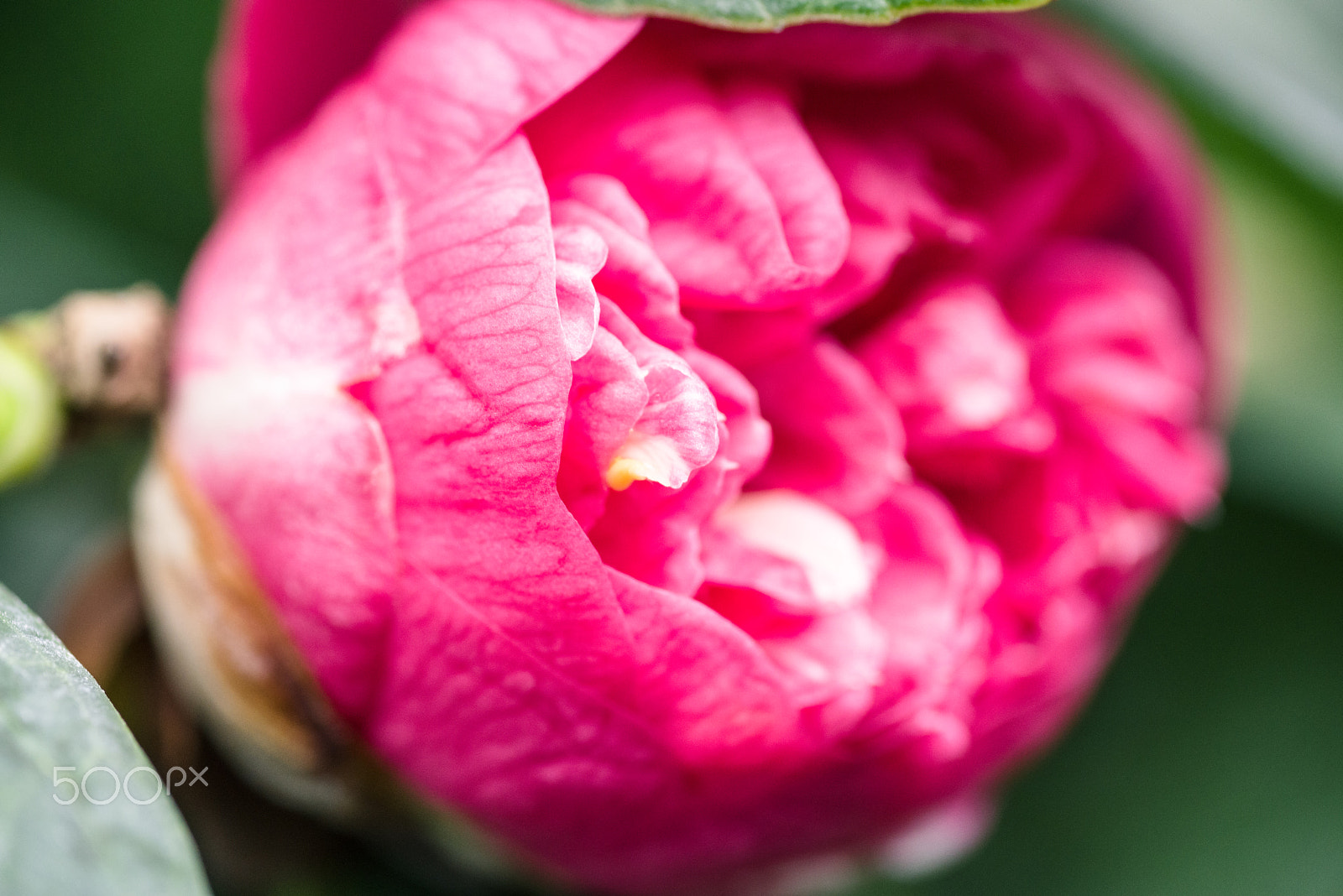 Tamron SP AF 90mm F2.8 Di Macro sample photo. Dahlia ii photography