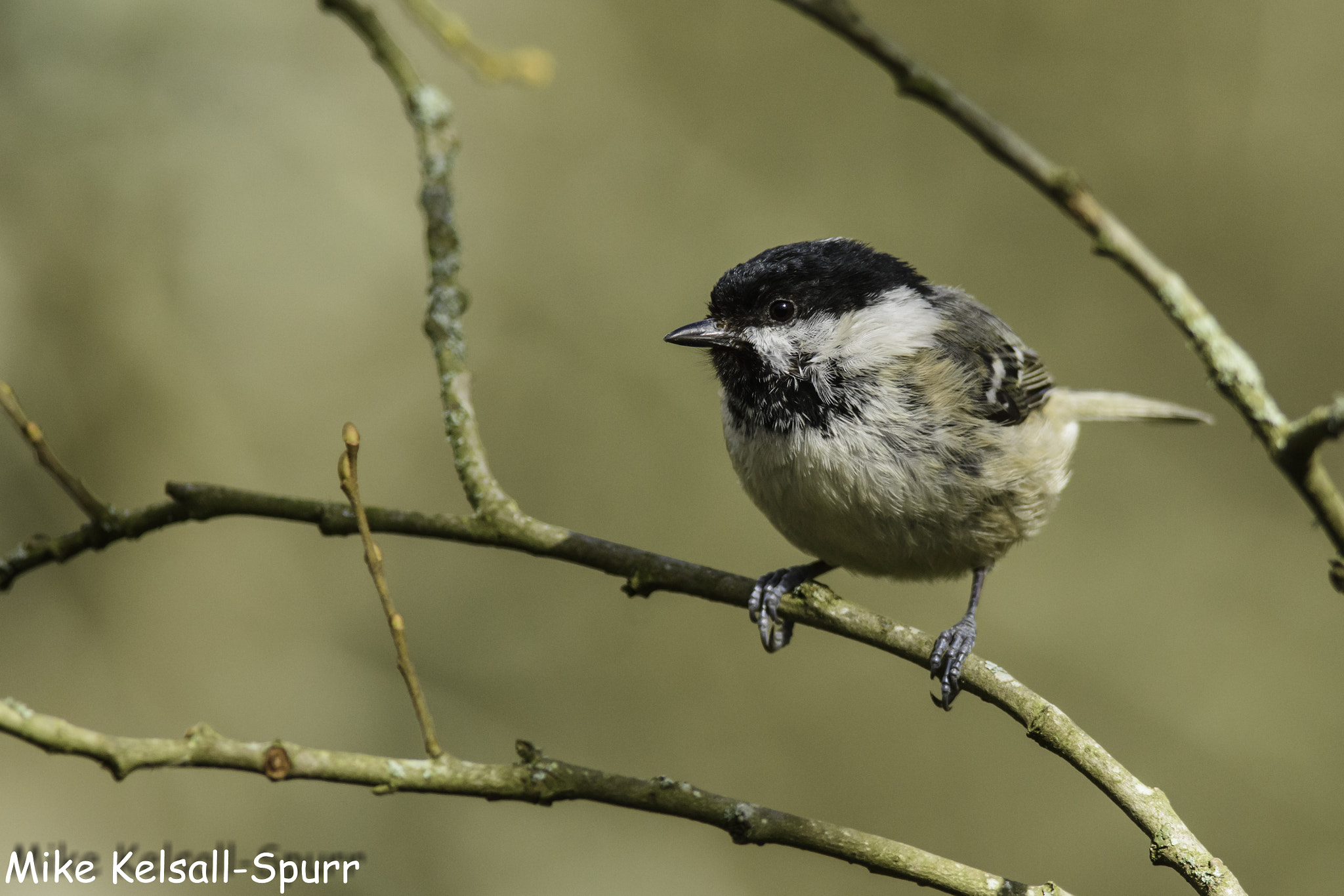 Nikon D7200 + Nikon AF-S Nikkor 300mm F4D ED-IF sample photo. Coal tit photography