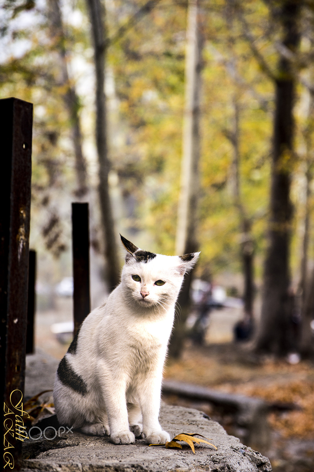 Sigma 17-70mm F2.8-4 DC Macro OS HSM | C sample photo. #### photography