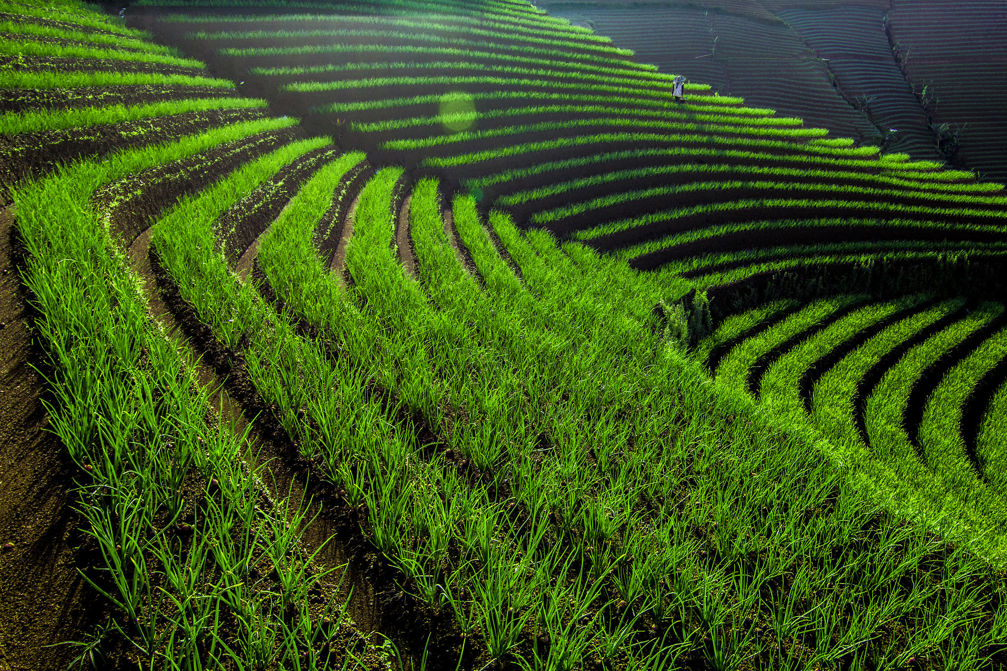 Canon EOS 60D sample photo. Green line - onion field photography