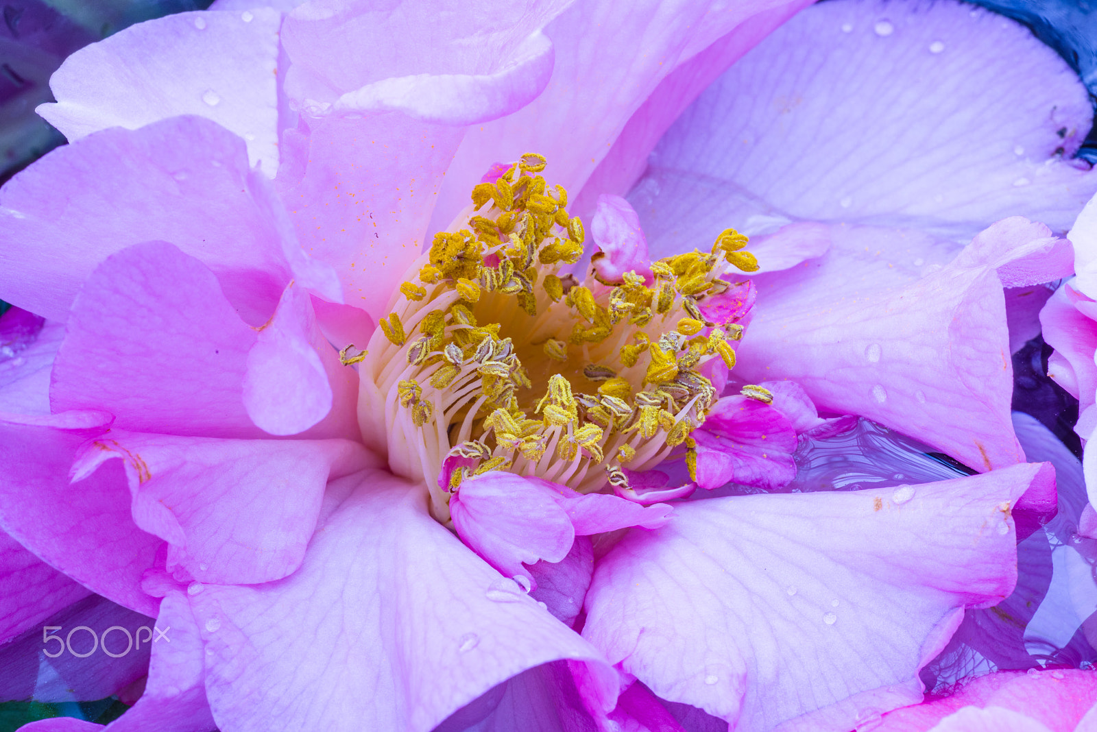 Tamron SP AF 90mm F2.8 Di Macro sample photo. Dahlia iii photography