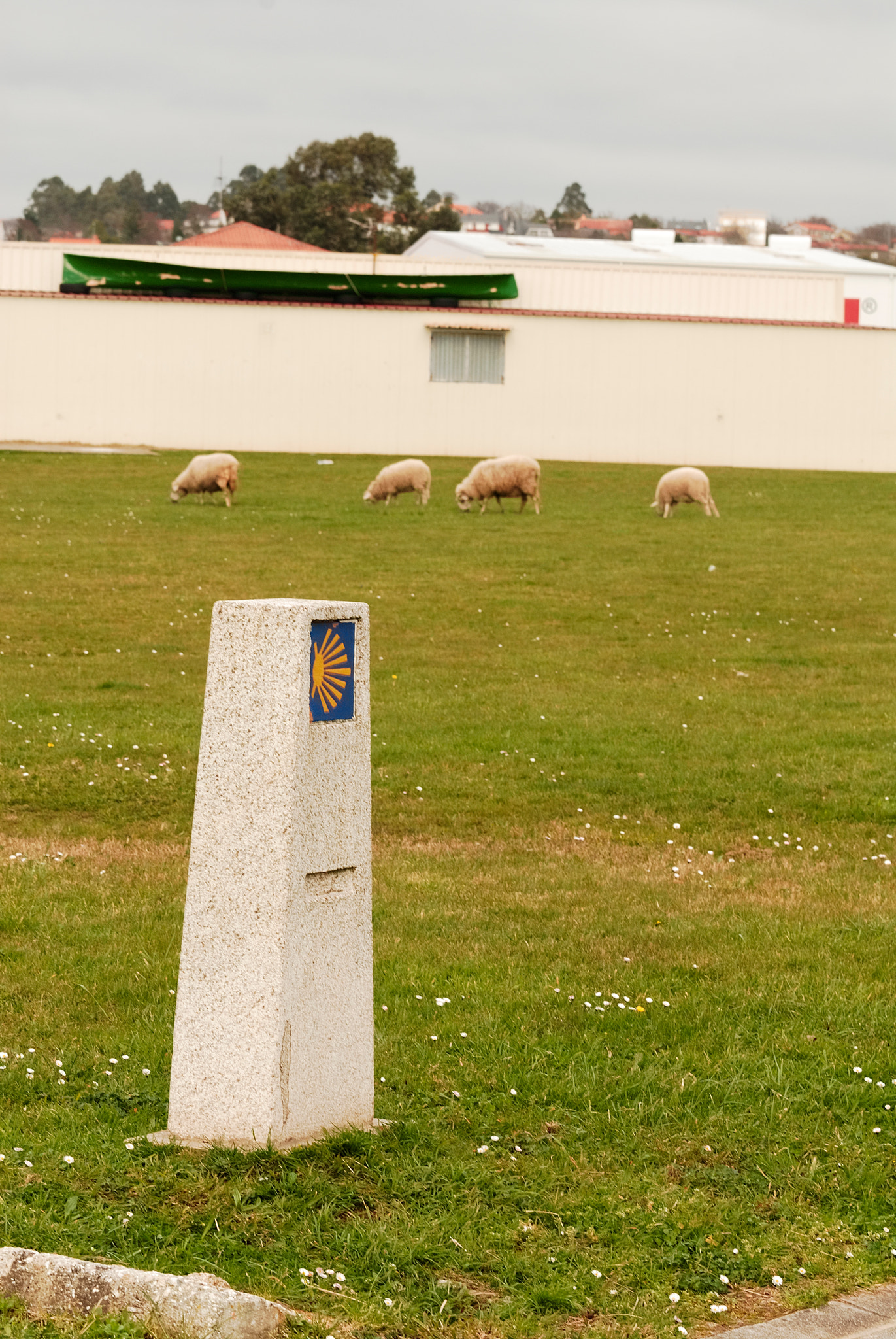 Nikon AF-S DX Micro-Nikkor 85mm F3.5G ED VR sample photo. Caminho do rebanho photography