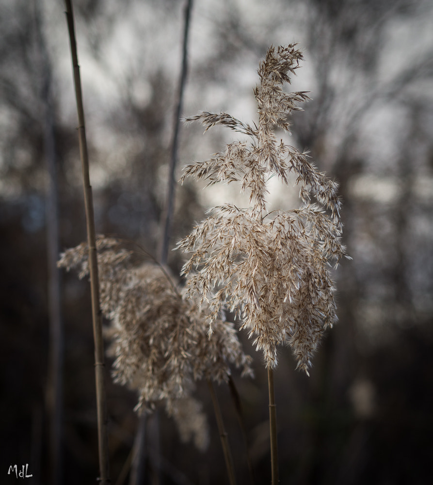 Olympus OM-D E-M10 + Olympus M.Zuiko Digital 45mm F1.8 sample photo. By the river photography
