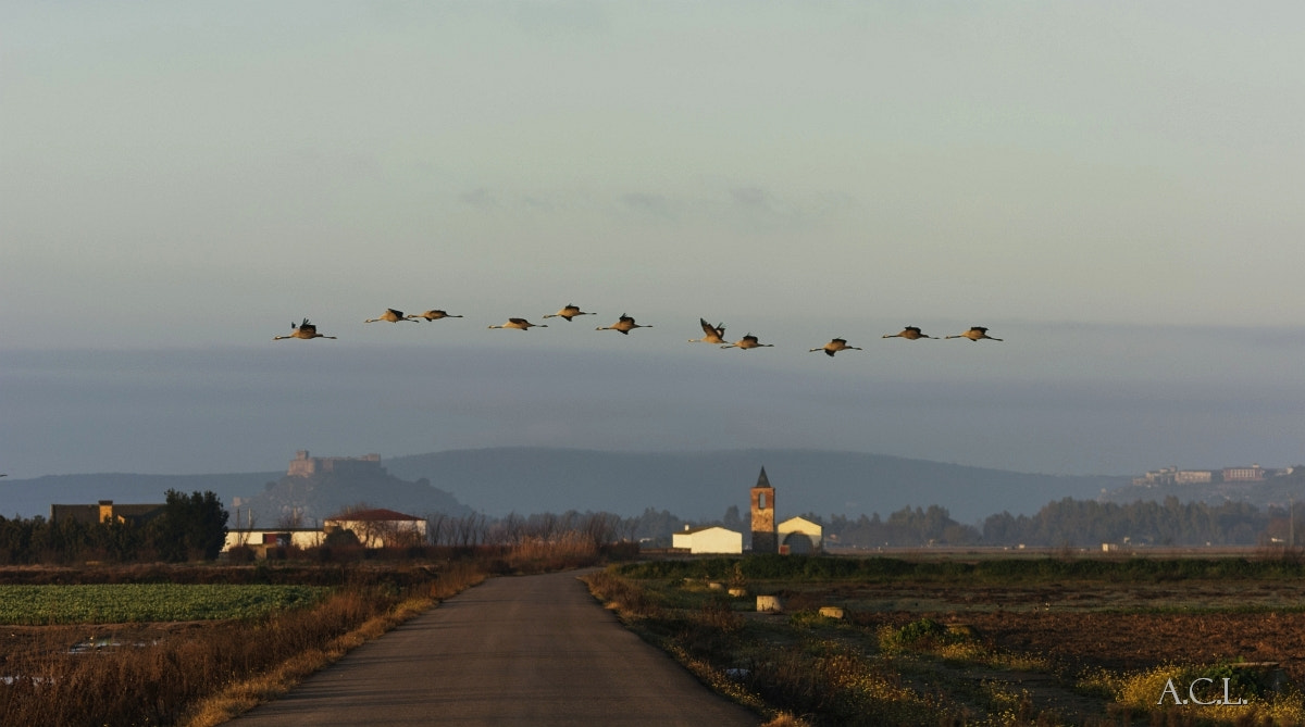 Sigma 120-400mm F4.5-5.6 DG OS HSM sample photo. Cranes in low flight, at dawn photography