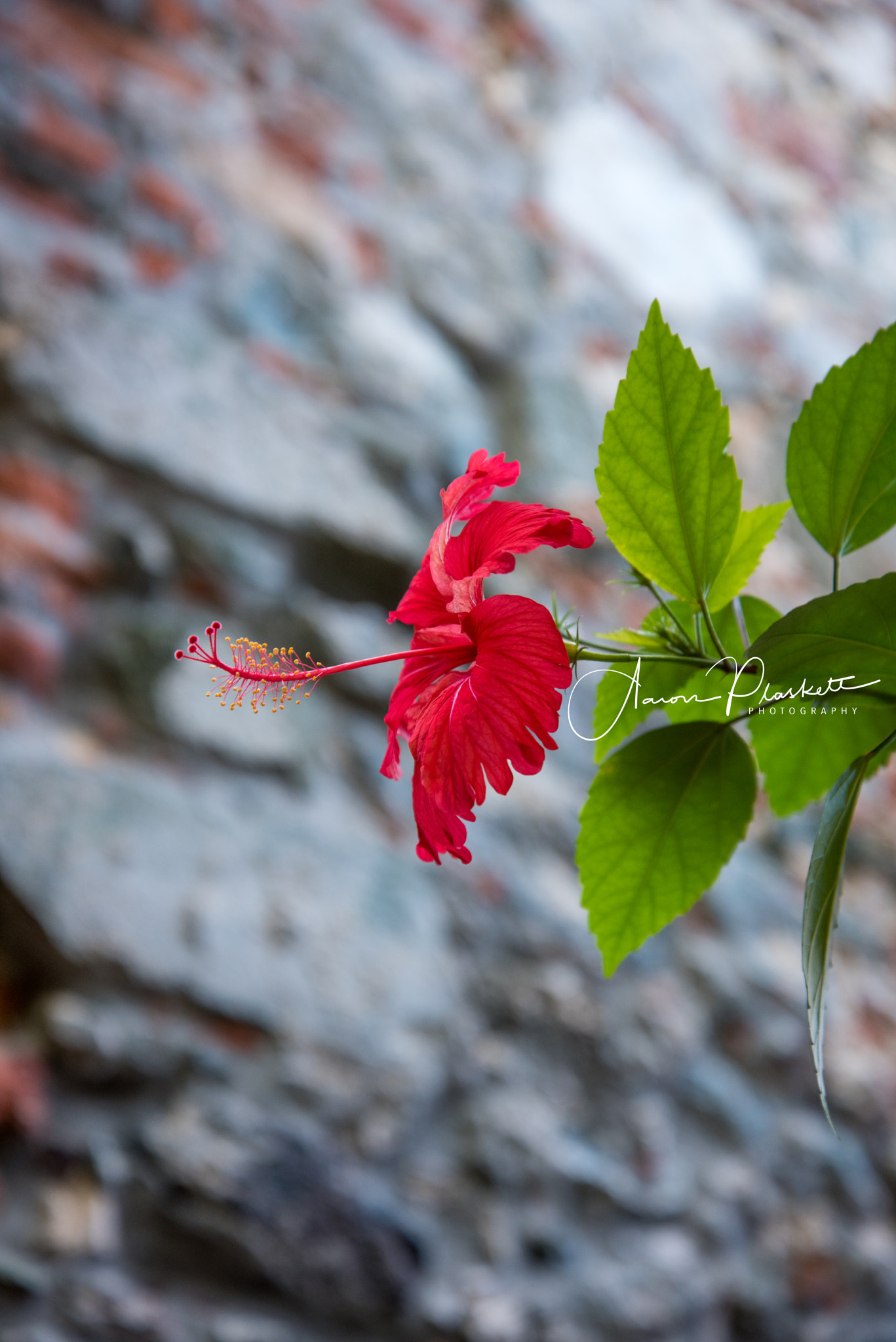 Nikon D810 sample photo. Hibiscus photography