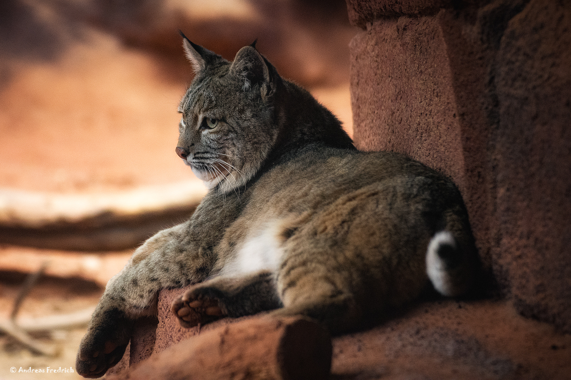 Nikon D7200 sample photo. Lynx photography