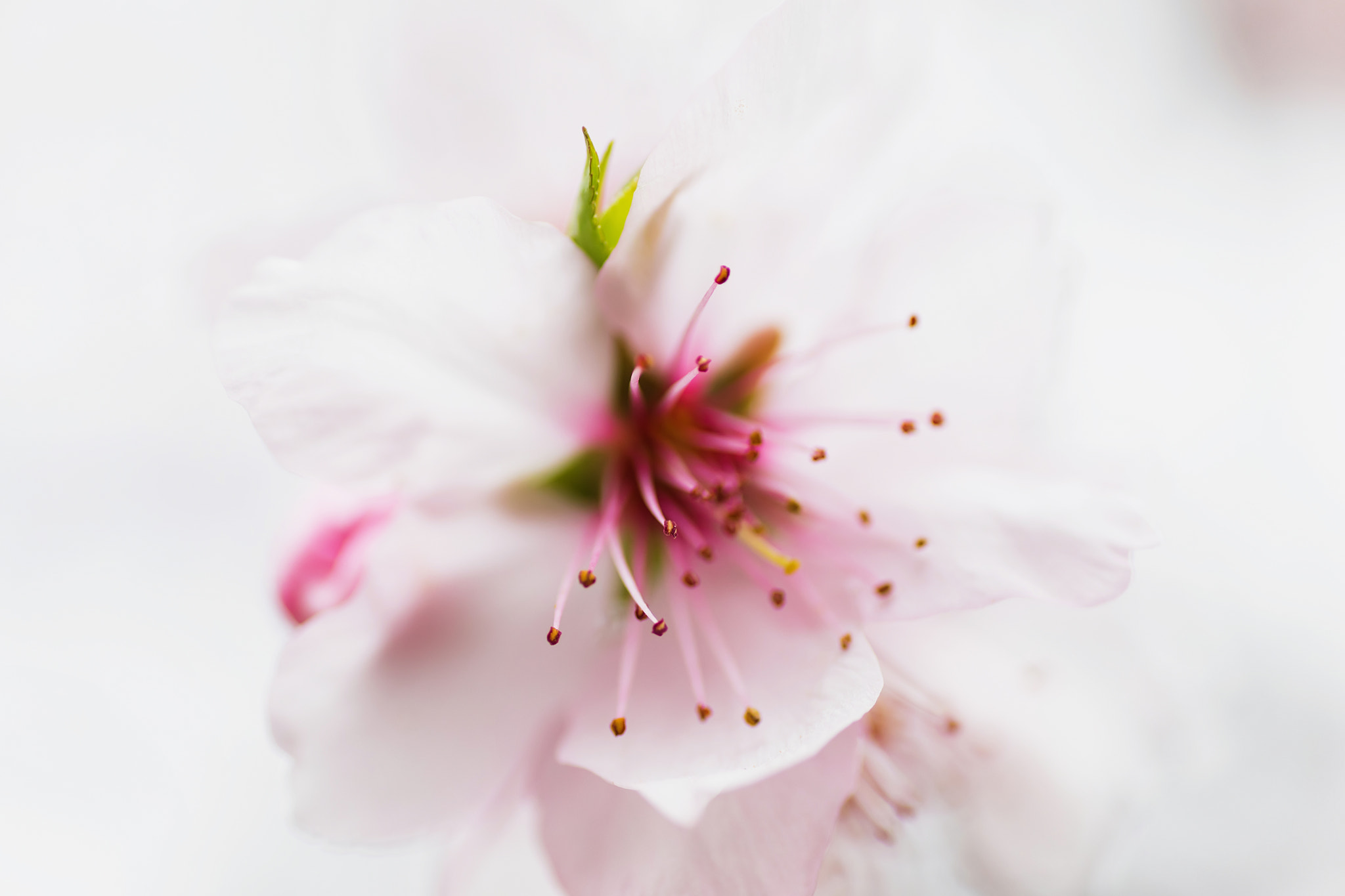 Canon EOS 5D Mark IV + Tamron SP AF 90mm F2.8 Di Macro sample photo. Peachflower photography