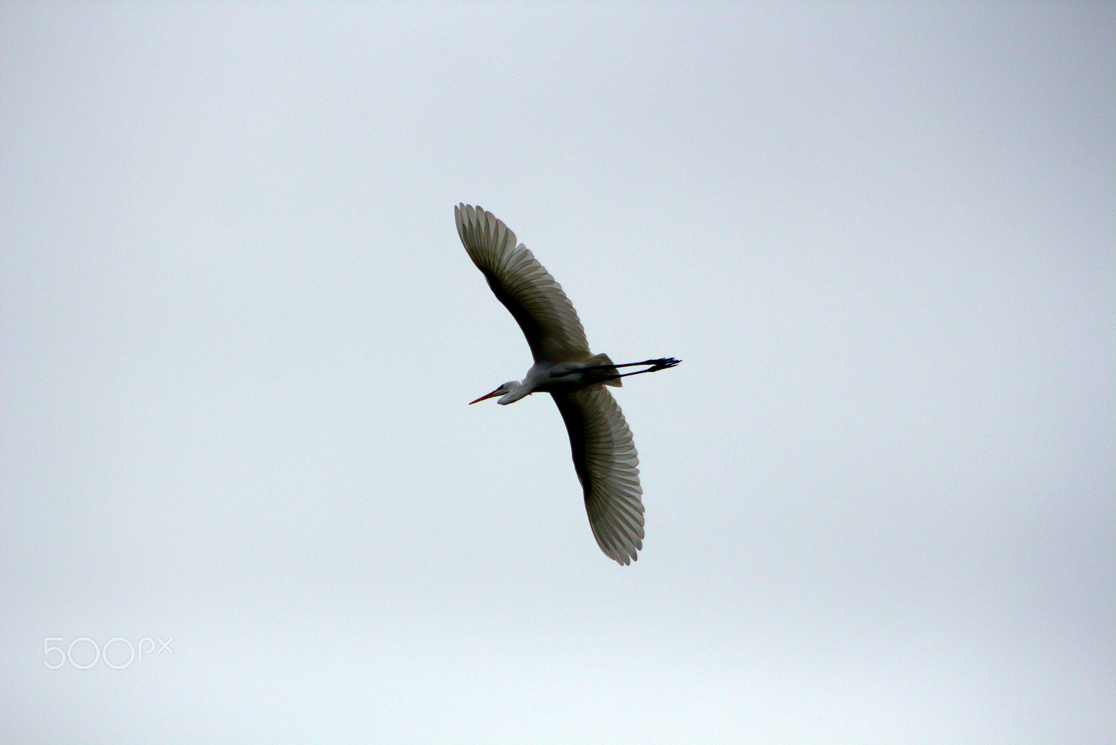 Canon EOS 700D (EOS Rebel T5i / EOS Kiss X7i) + EF75-300mm f/4-5.6 sample photo. Birds photography