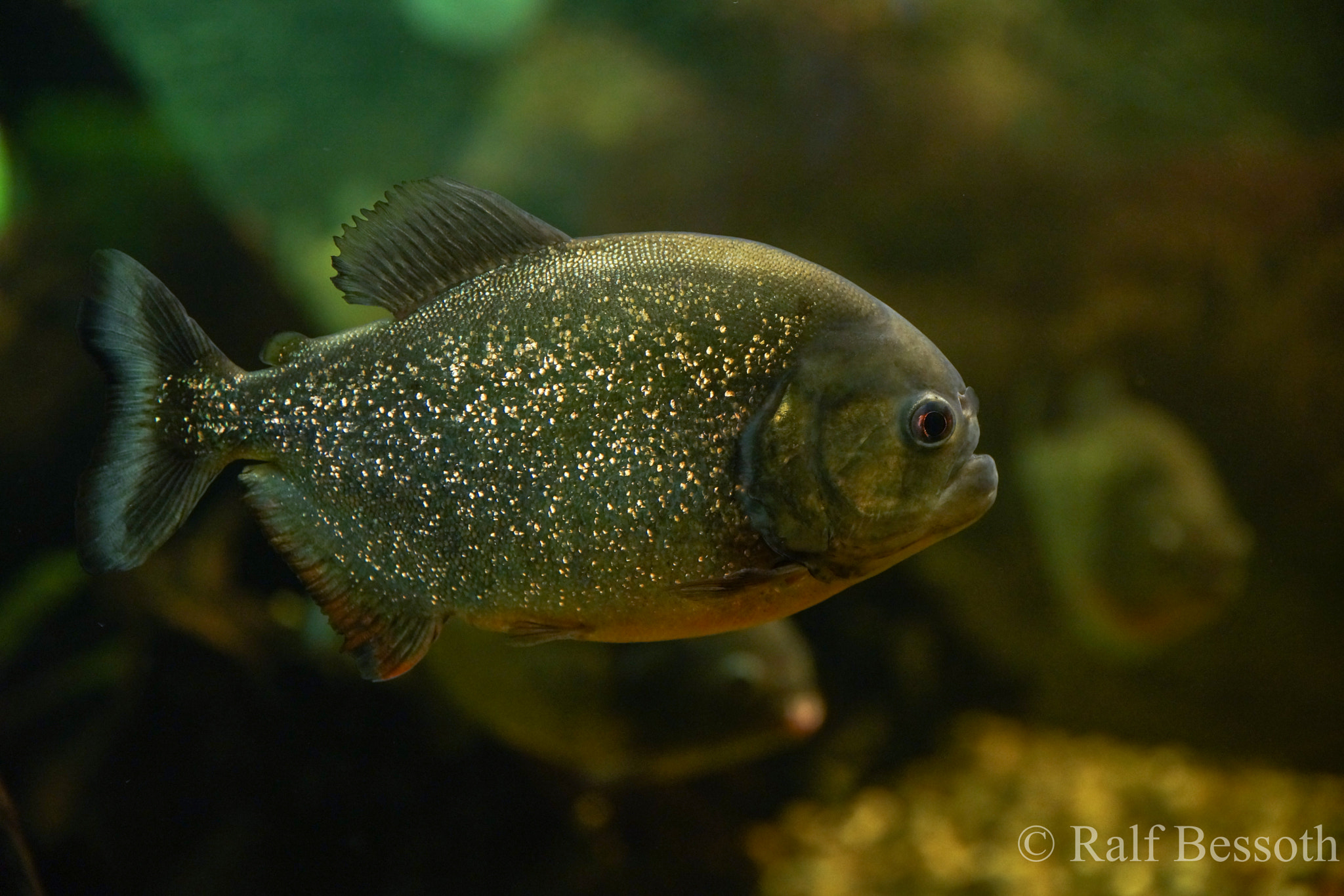 Sony a99 II + 24-70mm F2.8-2.8 SSM sample photo. Dangerous fish photography