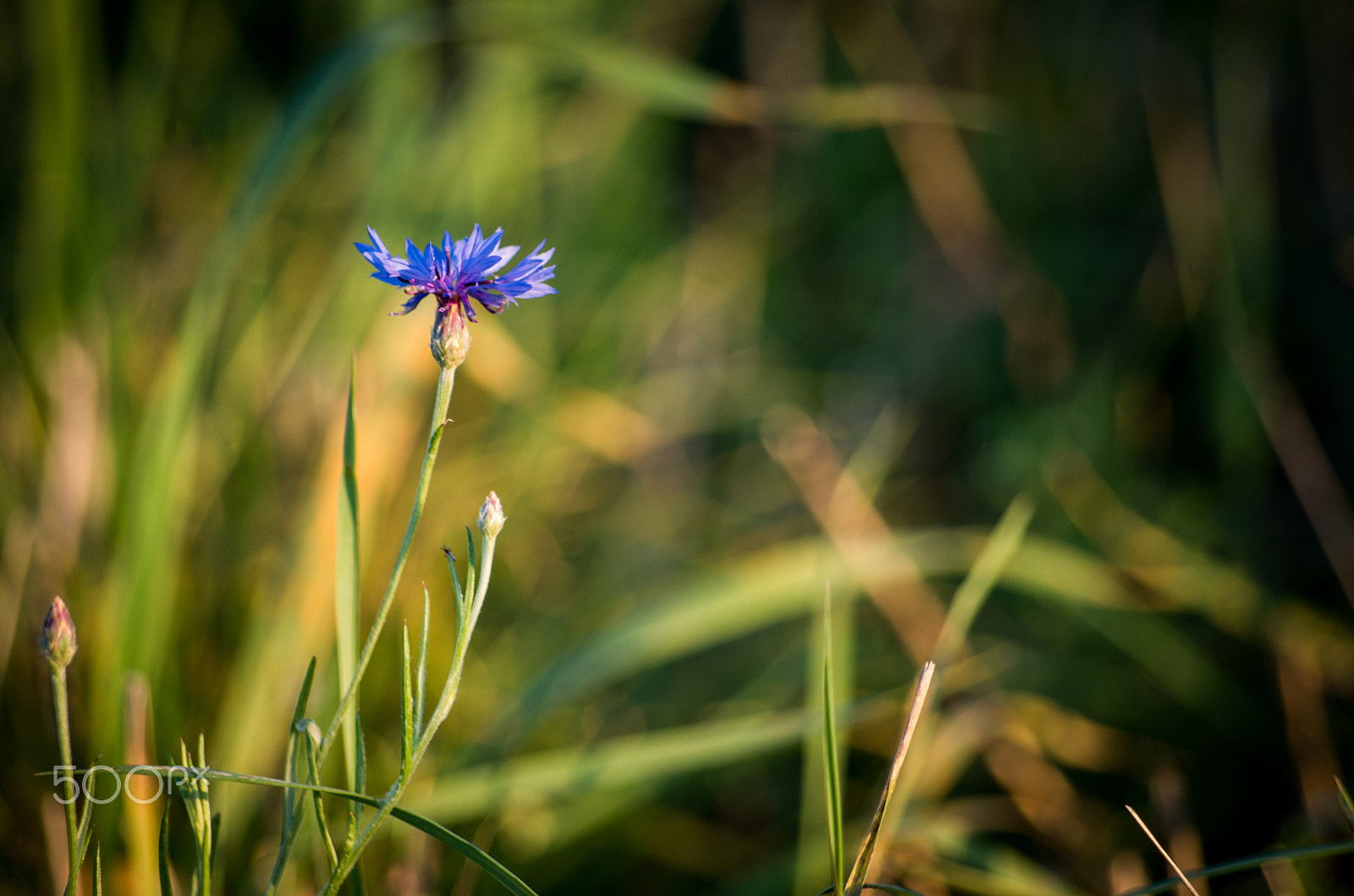 smc Pentax-DA L 50-200mm F4-5.6 ED WR sample photo. 29. photography