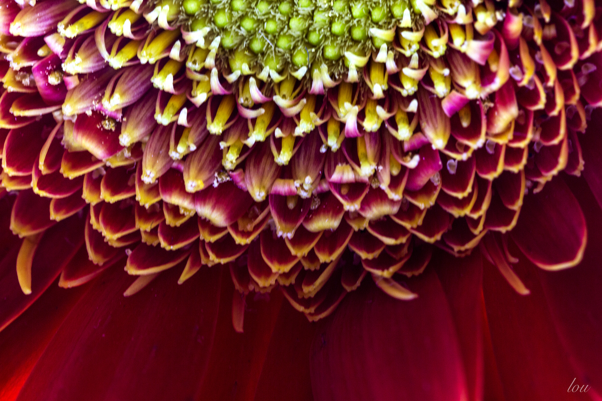 Canon EF 100mm F2.8 Macro USM sample photo. Centre of the flower photography