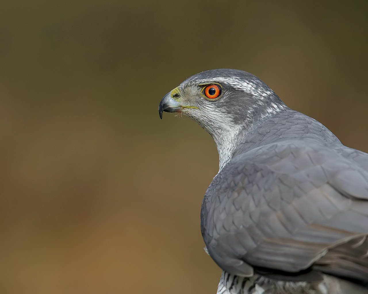 Canon EOS-1D X + Canon EF 600mm F4L IS II USM sample photo. Northern goshawk, male. photography