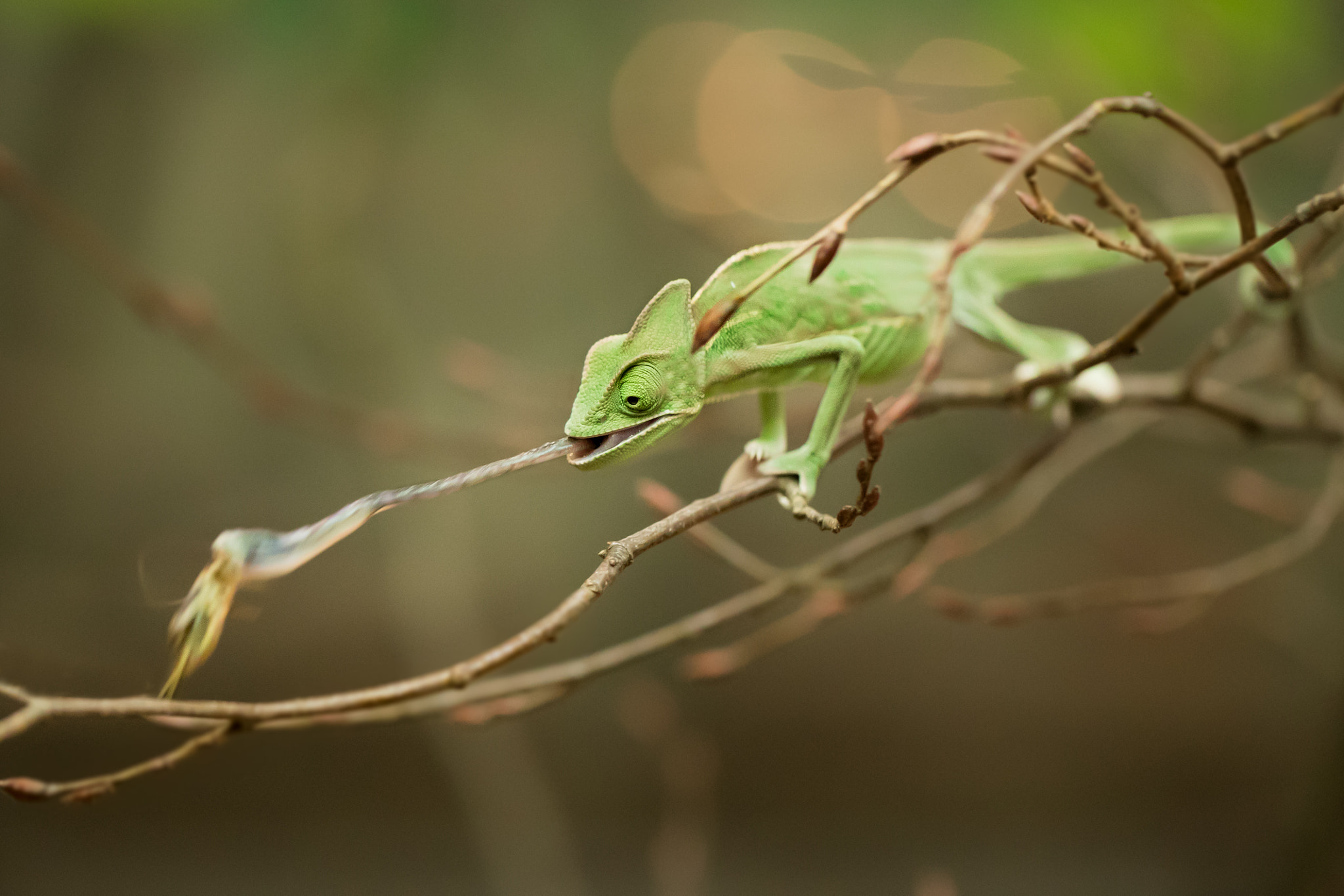 Canon EF 100mm F2.8L Macro IS USM sample photo. Chameleon´s attack photography