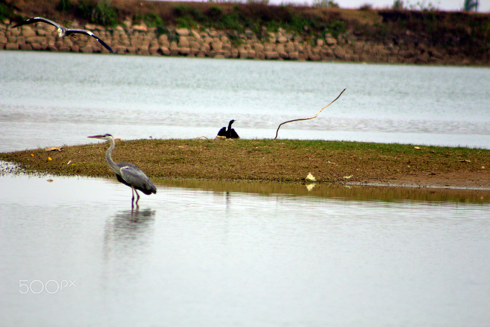 Canon EOS 700D (EOS Rebel T5i / EOS Kiss X7i) + EF75-300mm f/4-5.6 sample photo. Birds photography