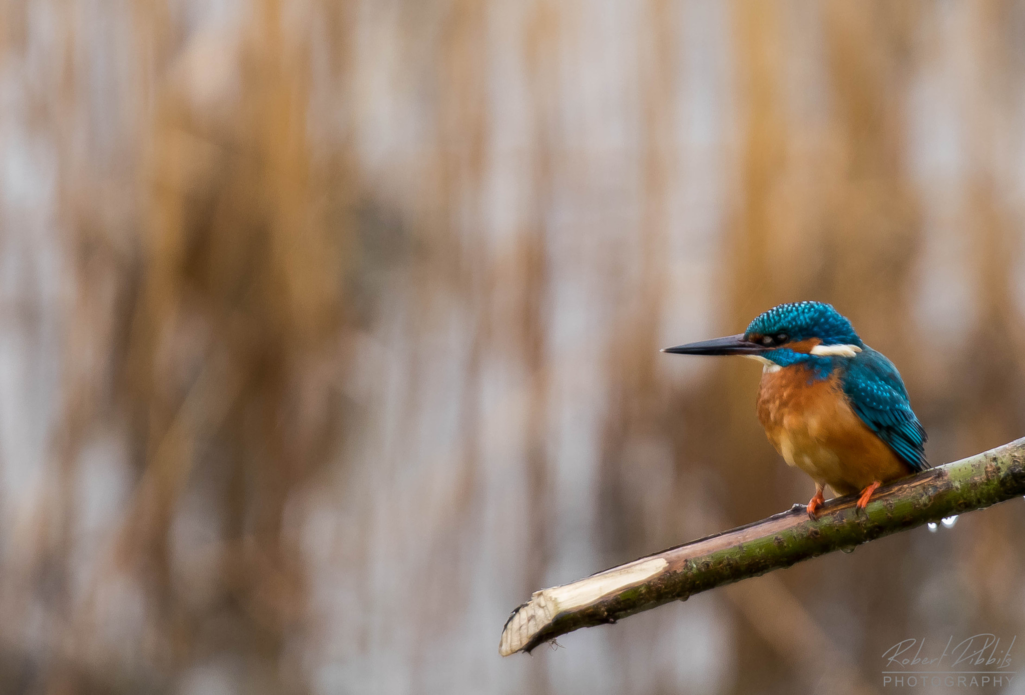 150-600mm F5-6.3 DG OS HSM | Sports 014 sample photo. Kingfisher photography