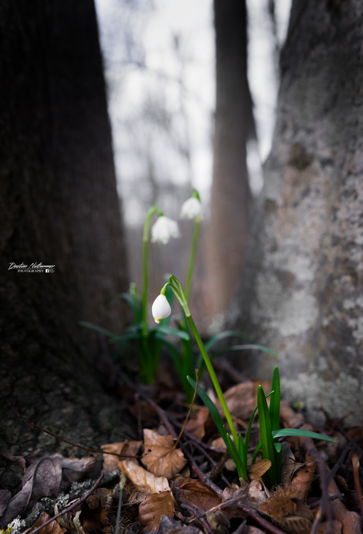 Sony a7 + Sony FE 28mm F2 sample photo. Spring is coming photography