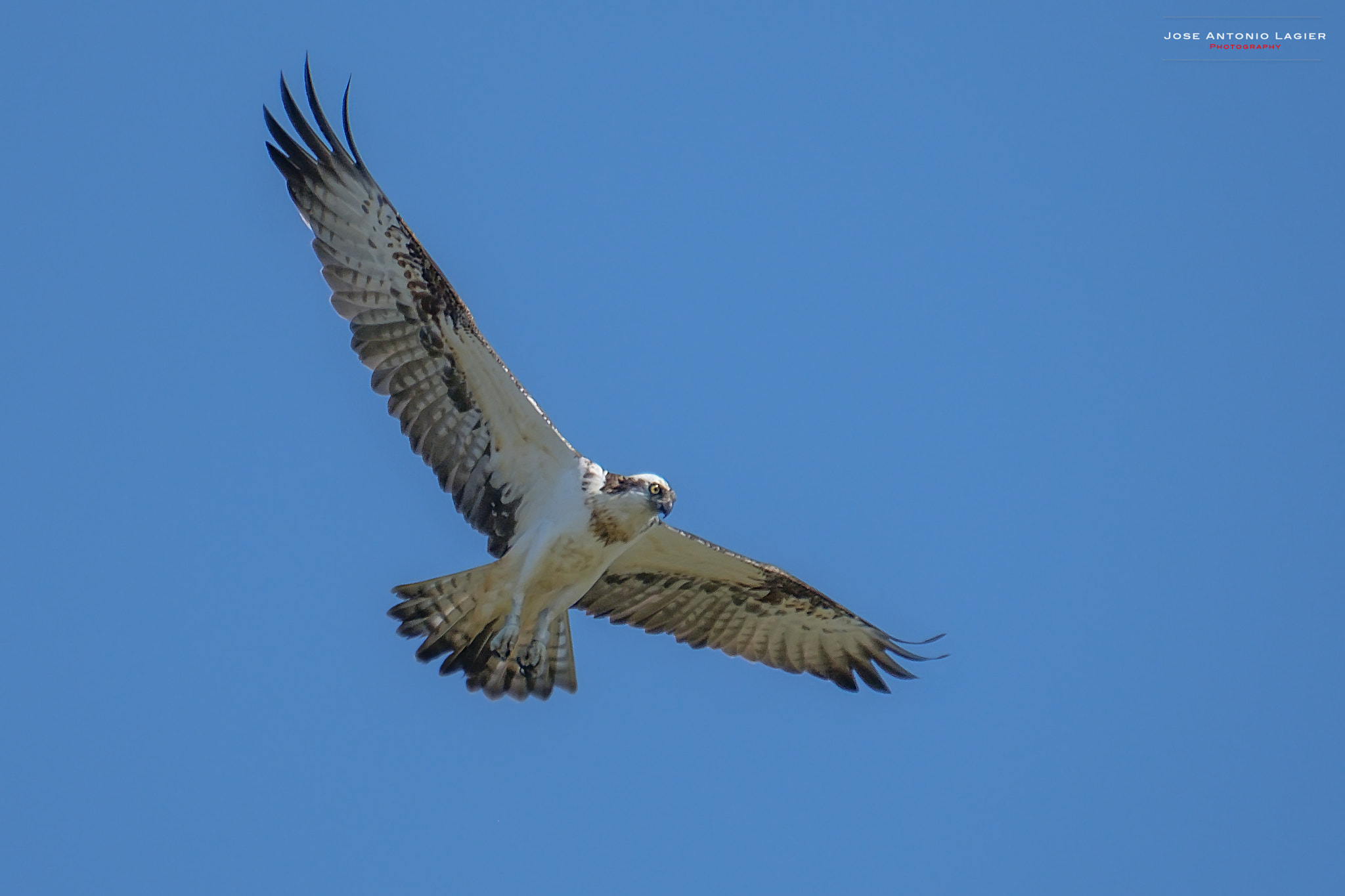 Fujifilm XF 100-400mm F4.5-5.6 R LM OIS WR sample photo. Aguila pescadera. photography