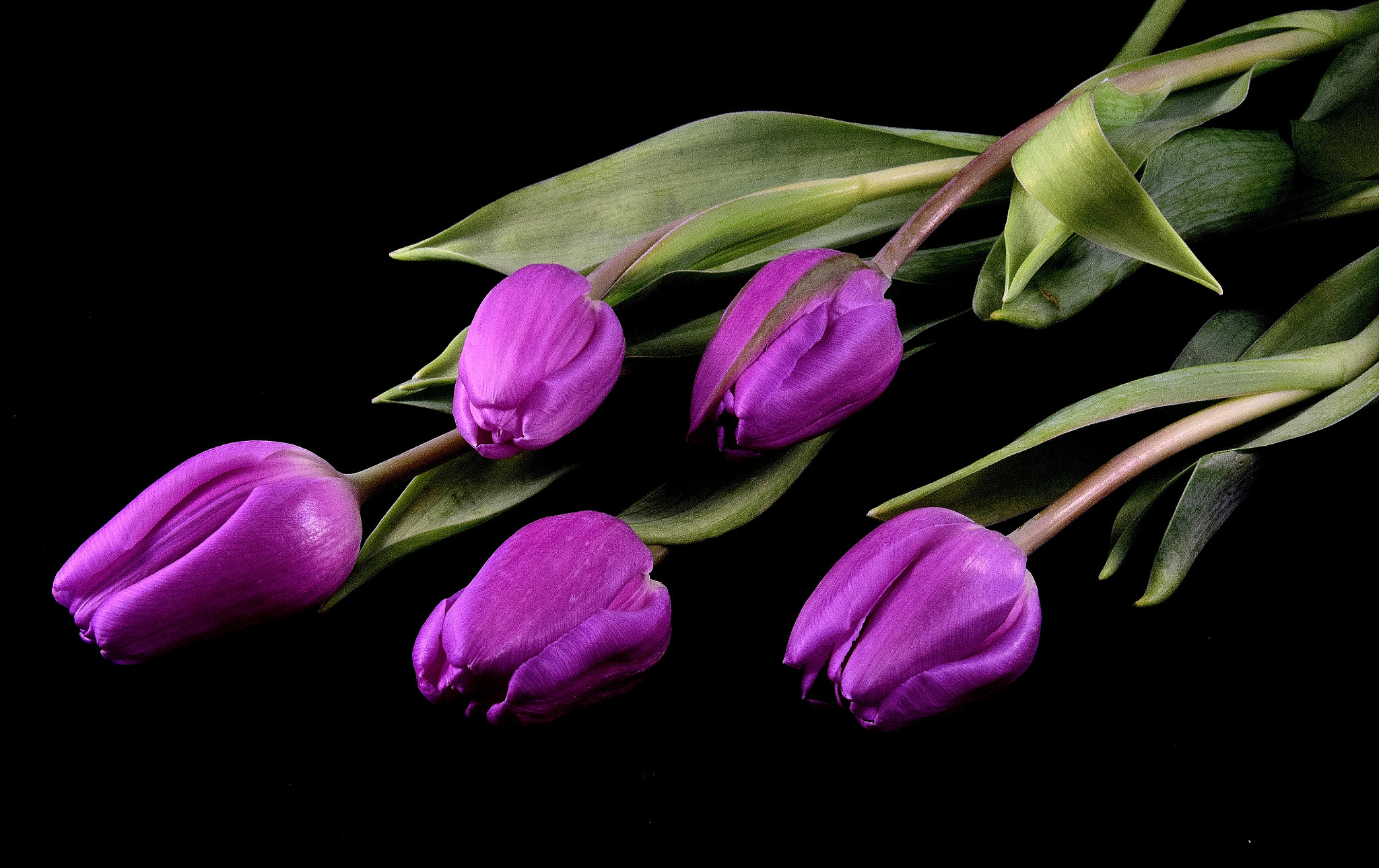 Sigma 18-250mm F3.5-6.3 DC Macro OS HSM sample photo. A touch of spring photography