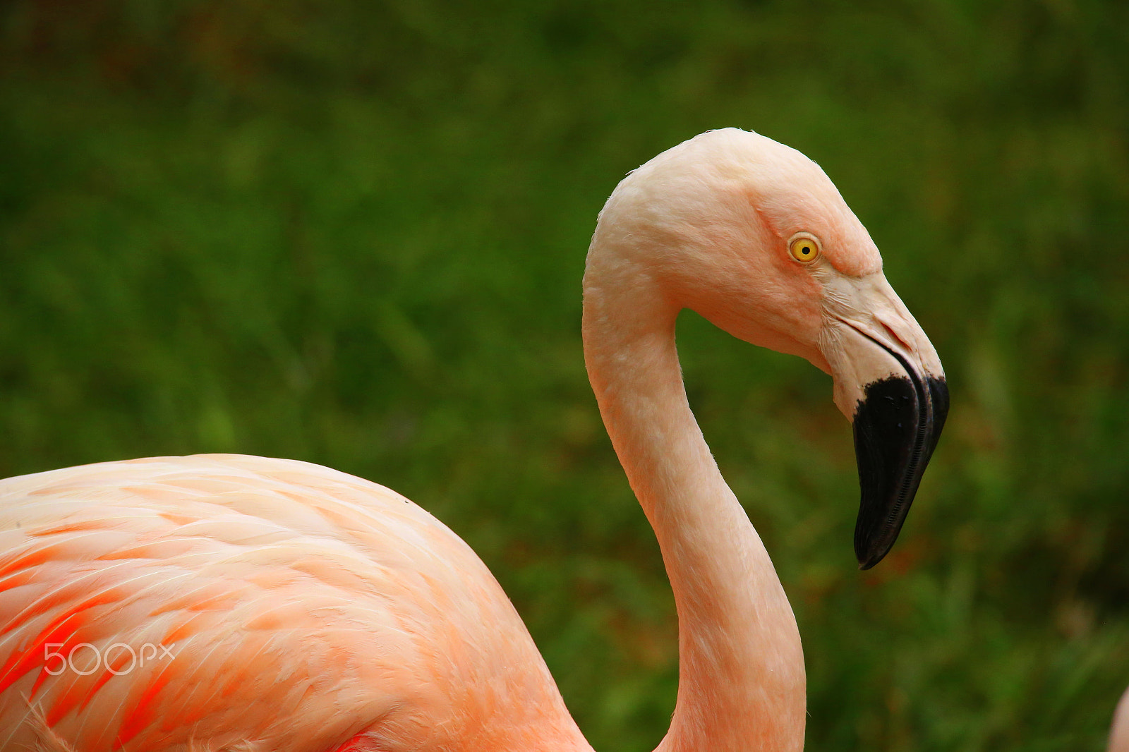 Sigma 150-500mm F5-6.3 DG OS HSM sample photo. Zoo park da montaha / espirito santo / es photography