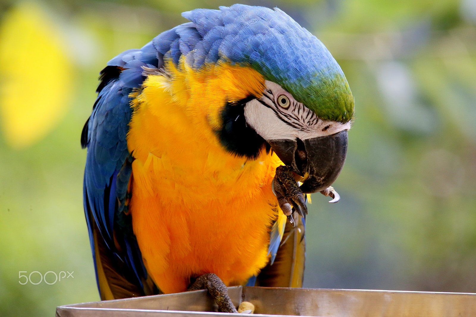 Sigma 150-500mm F5-6.3 DG OS HSM sample photo. Zoo park da montaha / espirito santo / es photography
