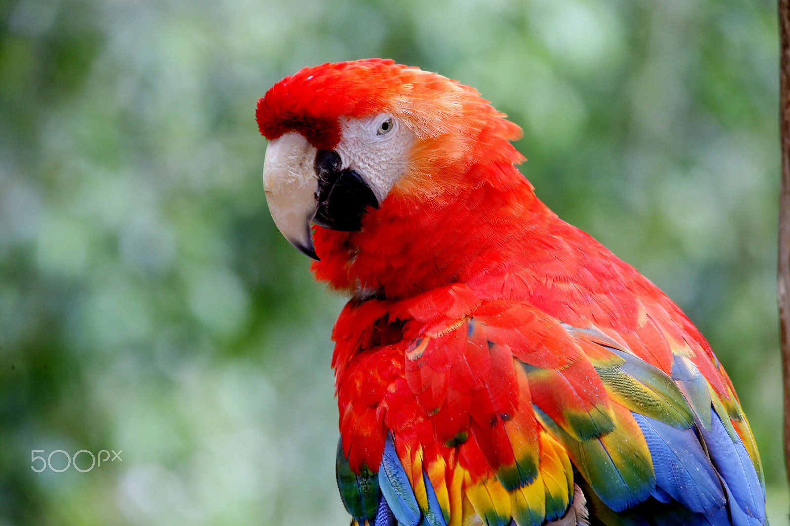 Sigma 150-500mm F5-6.3 DG OS HSM sample photo. Zoo park da montaha / espirito santo / es photography