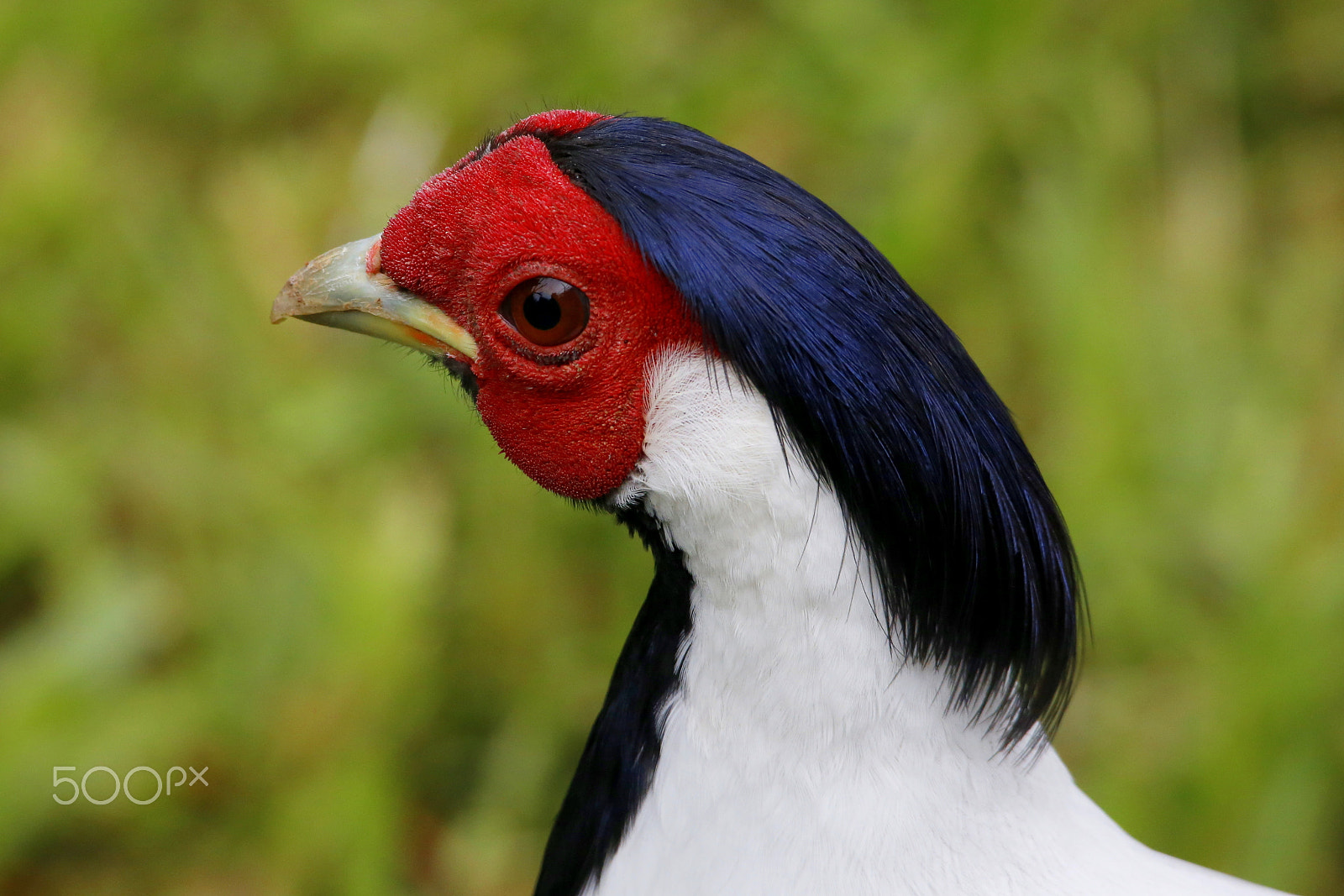 Sigma 150-500mm F5-6.3 DG OS HSM sample photo. Zoo park da montaha / espirito santo / es photography