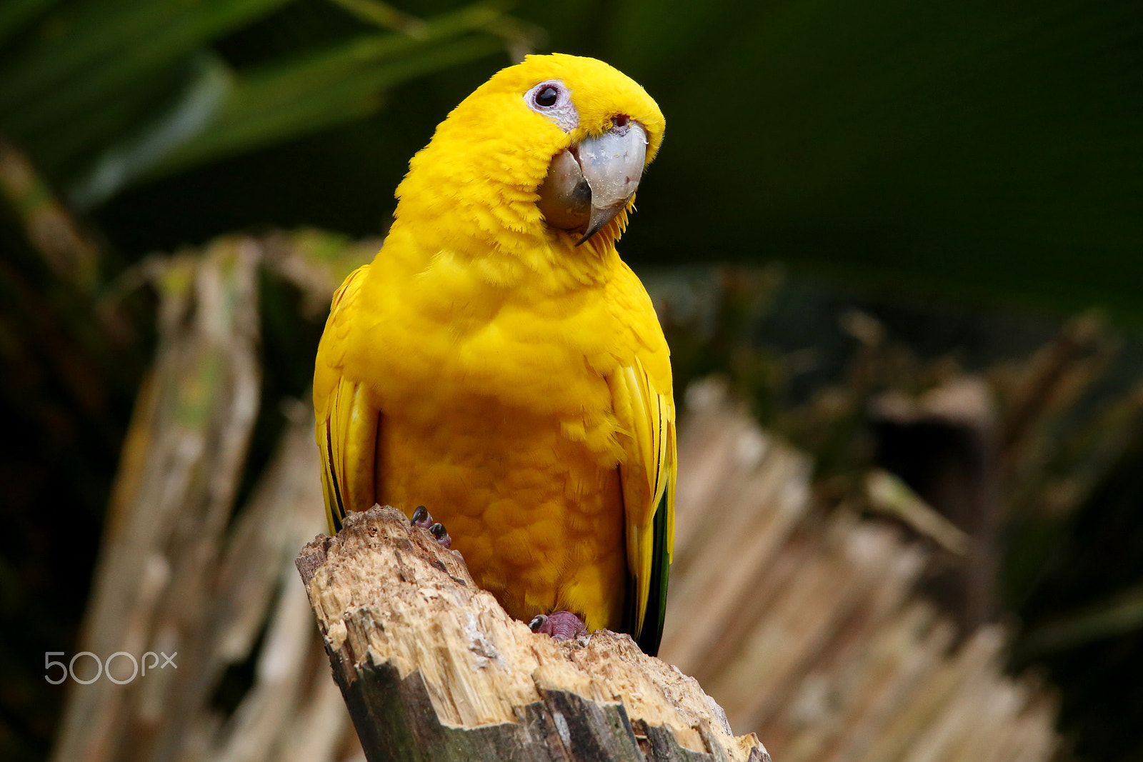 Sigma 150-500mm F5-6.3 DG OS HSM sample photo. Zoo park da montaha / espirito santo / es photography