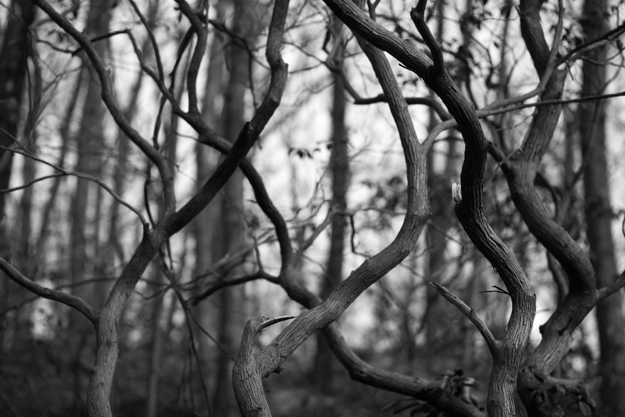 Pentax smc D-FA 100mm F2.8 Macro WR sample photo. Dance of the mountain laurel trunks photography