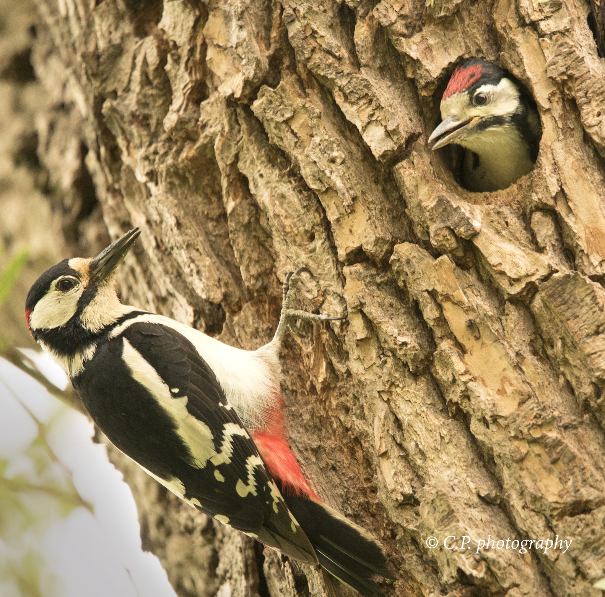 Sony a7S sample photo. Woodpecker with his child photography