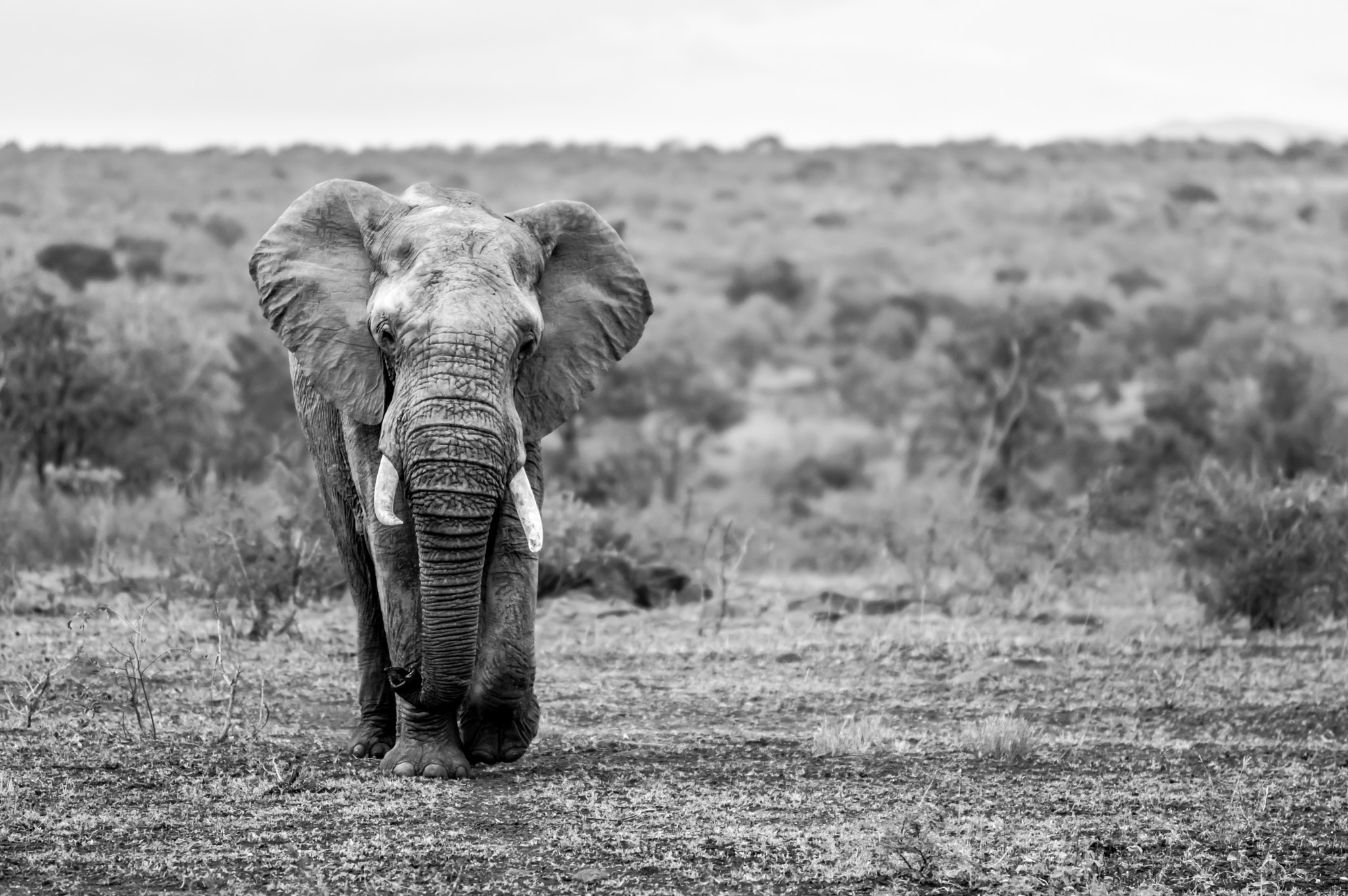 Pentax K-3 sample photo. Elephant incoming 2 photography