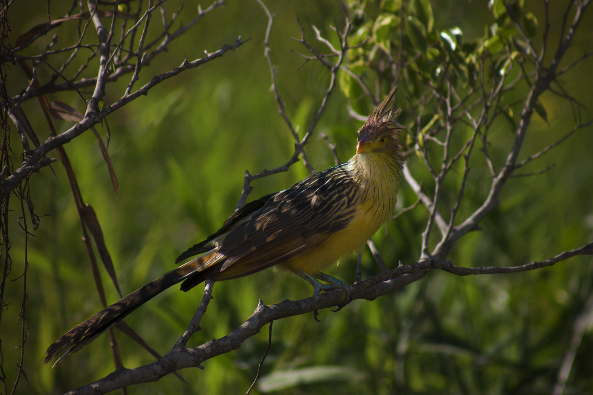 EF75-300mm f/4-5.6 sample photo