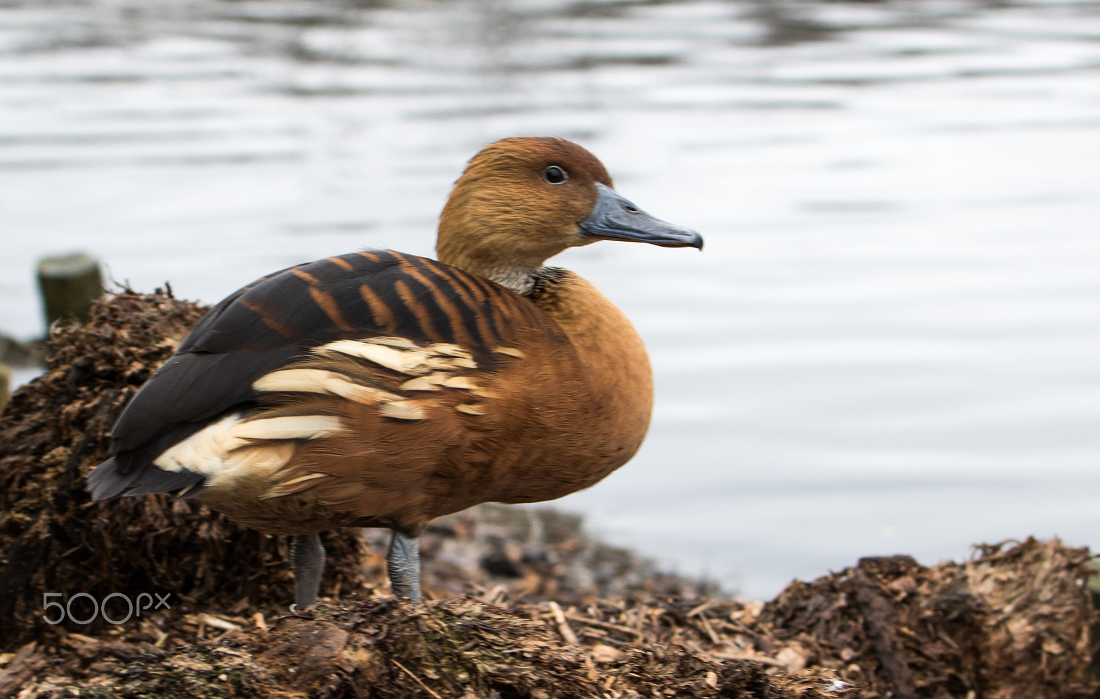 Canon EF 70-300mm F4-5.6L IS USM sample photo. Wetlands photography